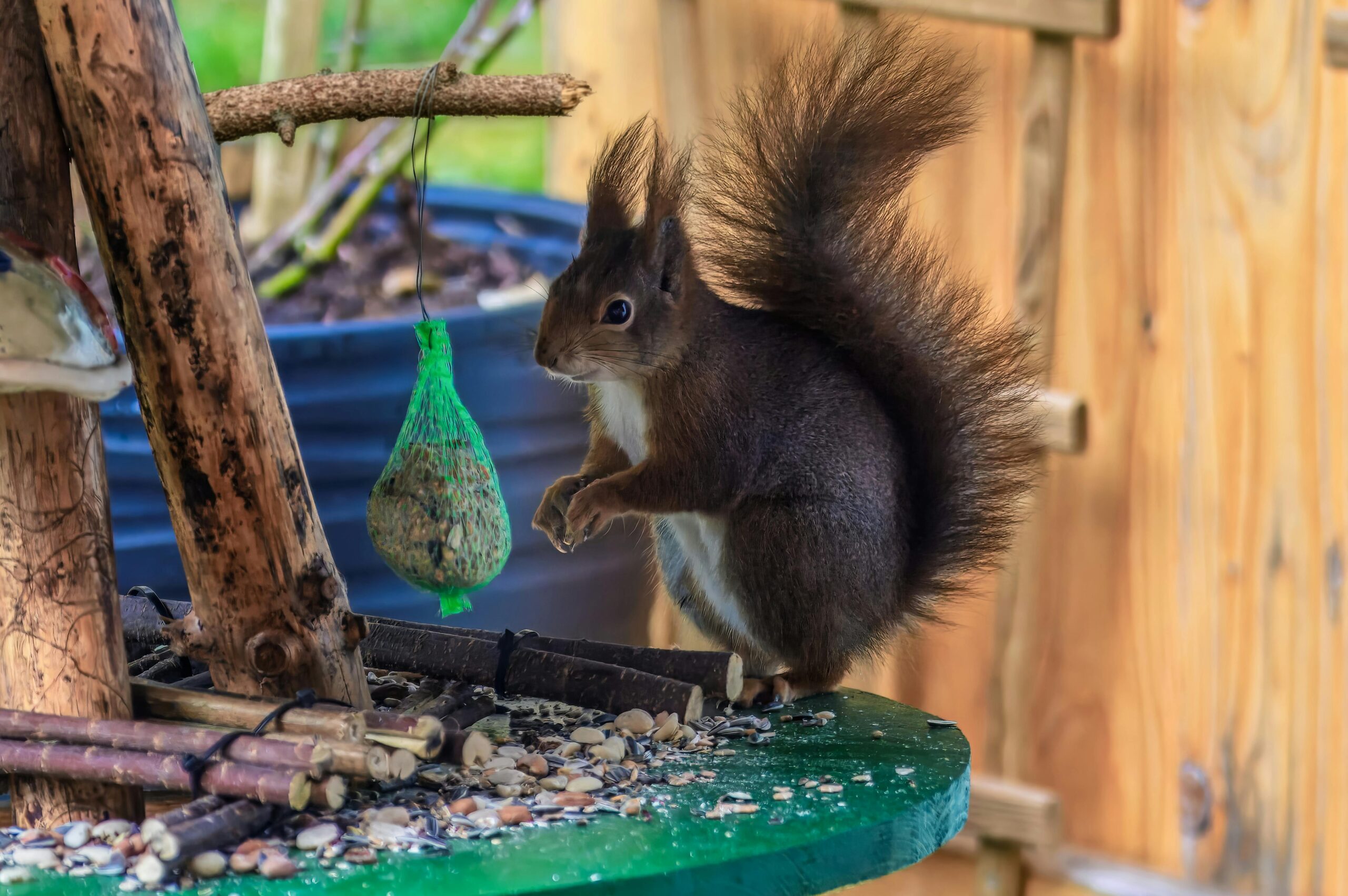 Ein süÃes Eichhörnchen mit buschigem Schwanz frisst im Freien Vogelfutter.