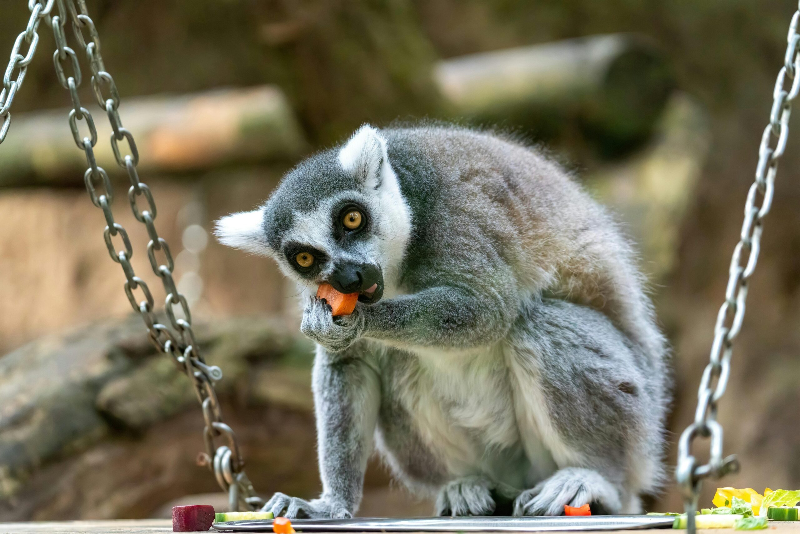 Niedlicher Katta, der in einem Zoo Futter mampft und das Verhalten wildlebender Tiere zur Schau stellt.