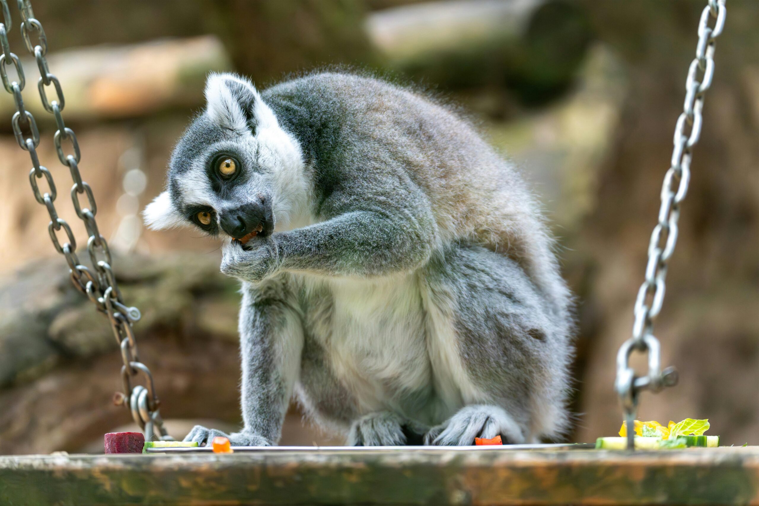 Kostenloses Stock Foto zu affenart, baumbewohner, exotische tiere