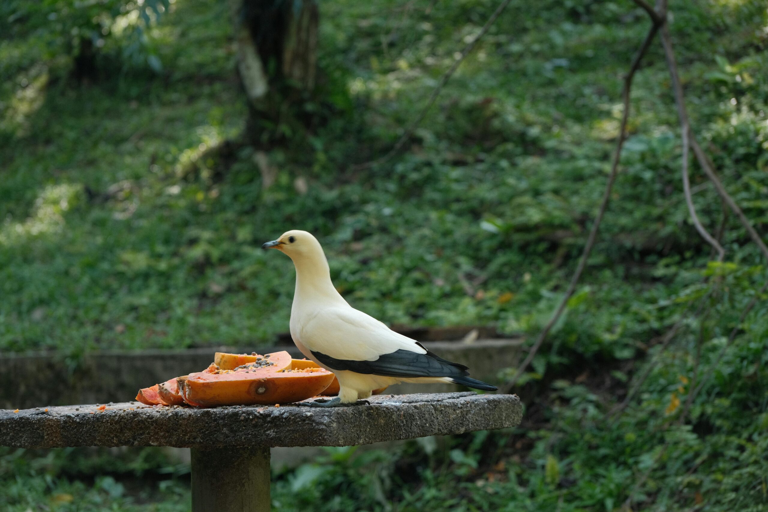 Silberne Taube auf einem Steintisch mit Obst im Freien in einem üppig grünen Park.