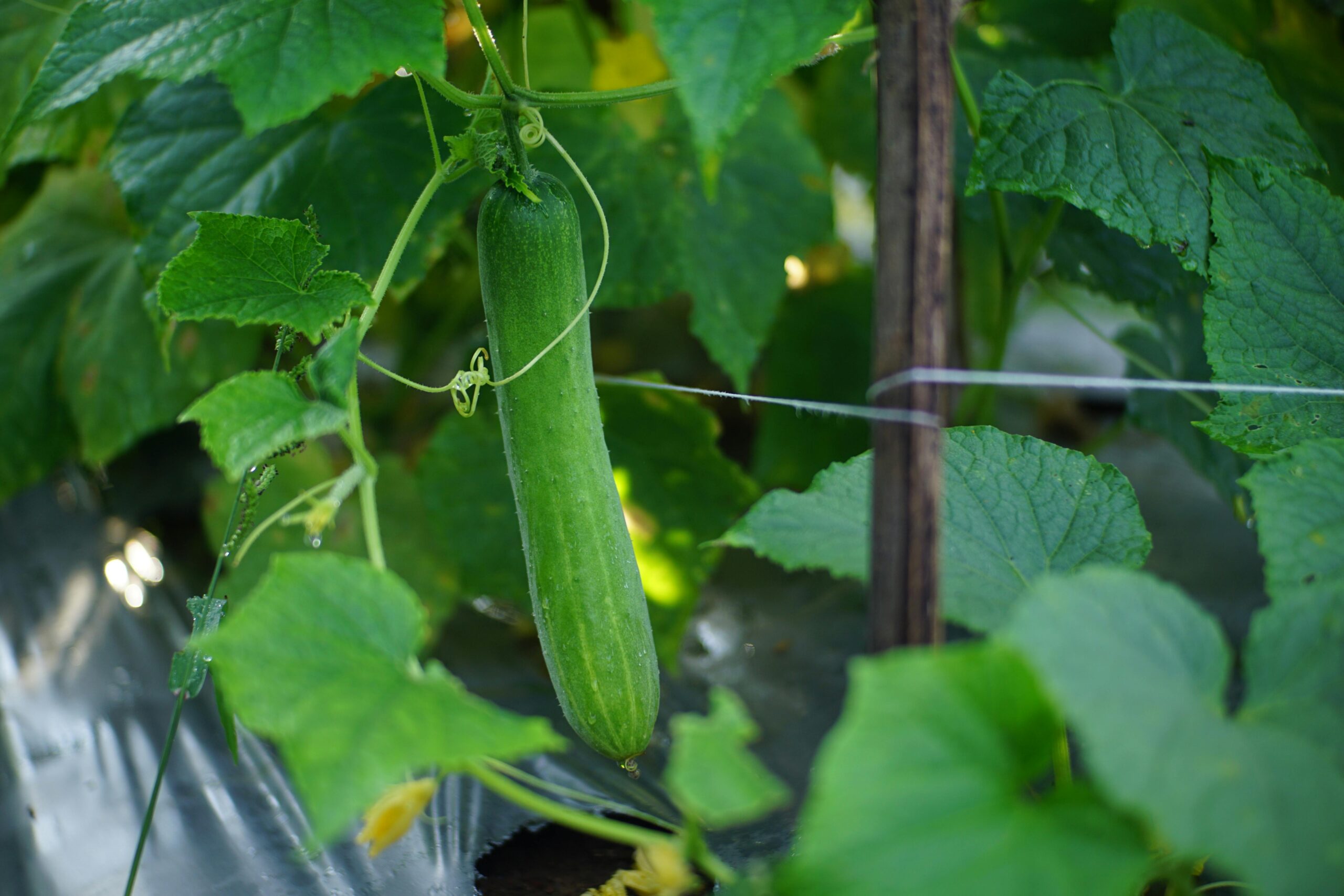 Nahaufnahme einer Gurke, die in einem üppigen Garten wächst und leuchtend grüne Blätter zeigt.