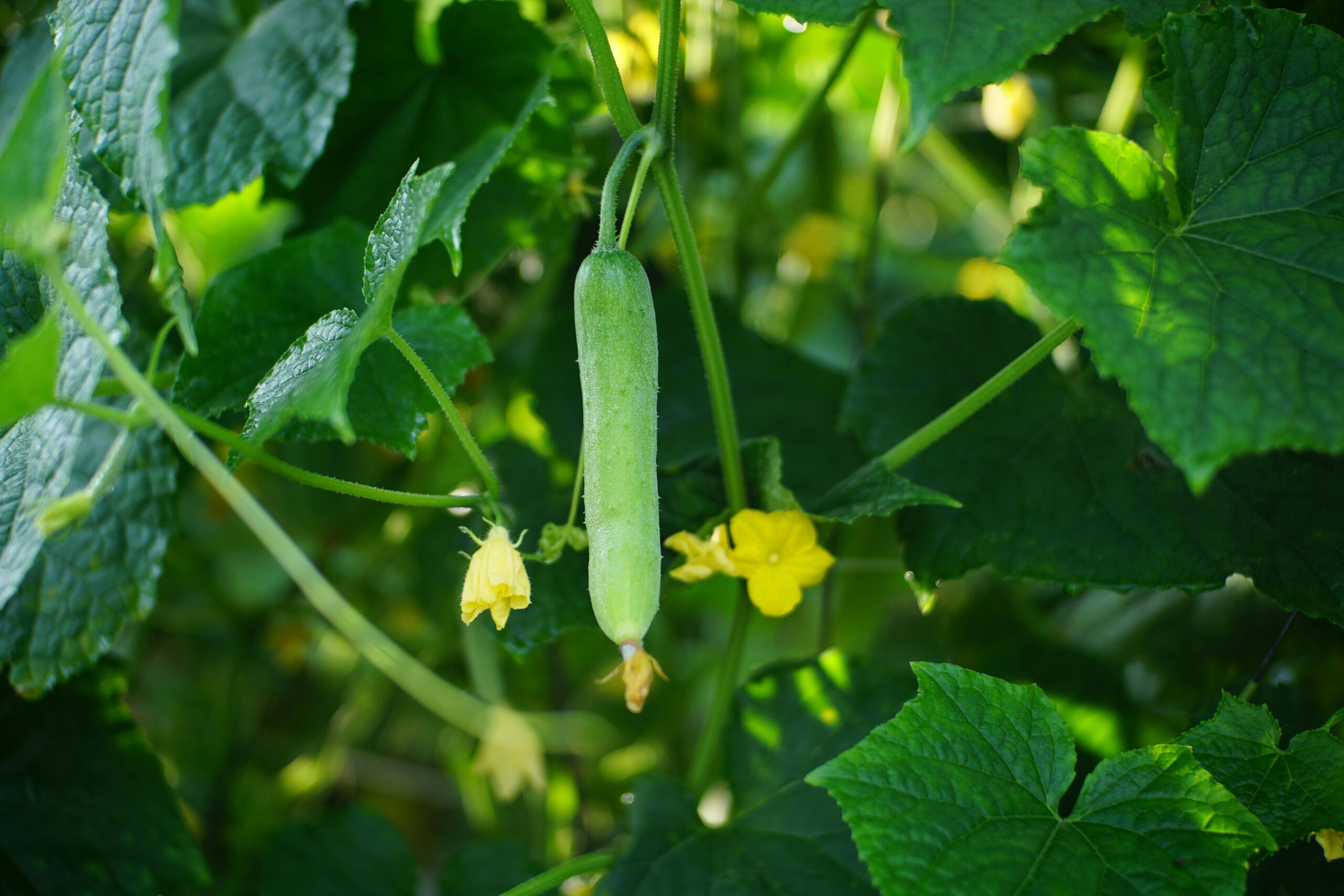 Kostenloses Stock Foto zu blatt, botanik, cucumis sativus