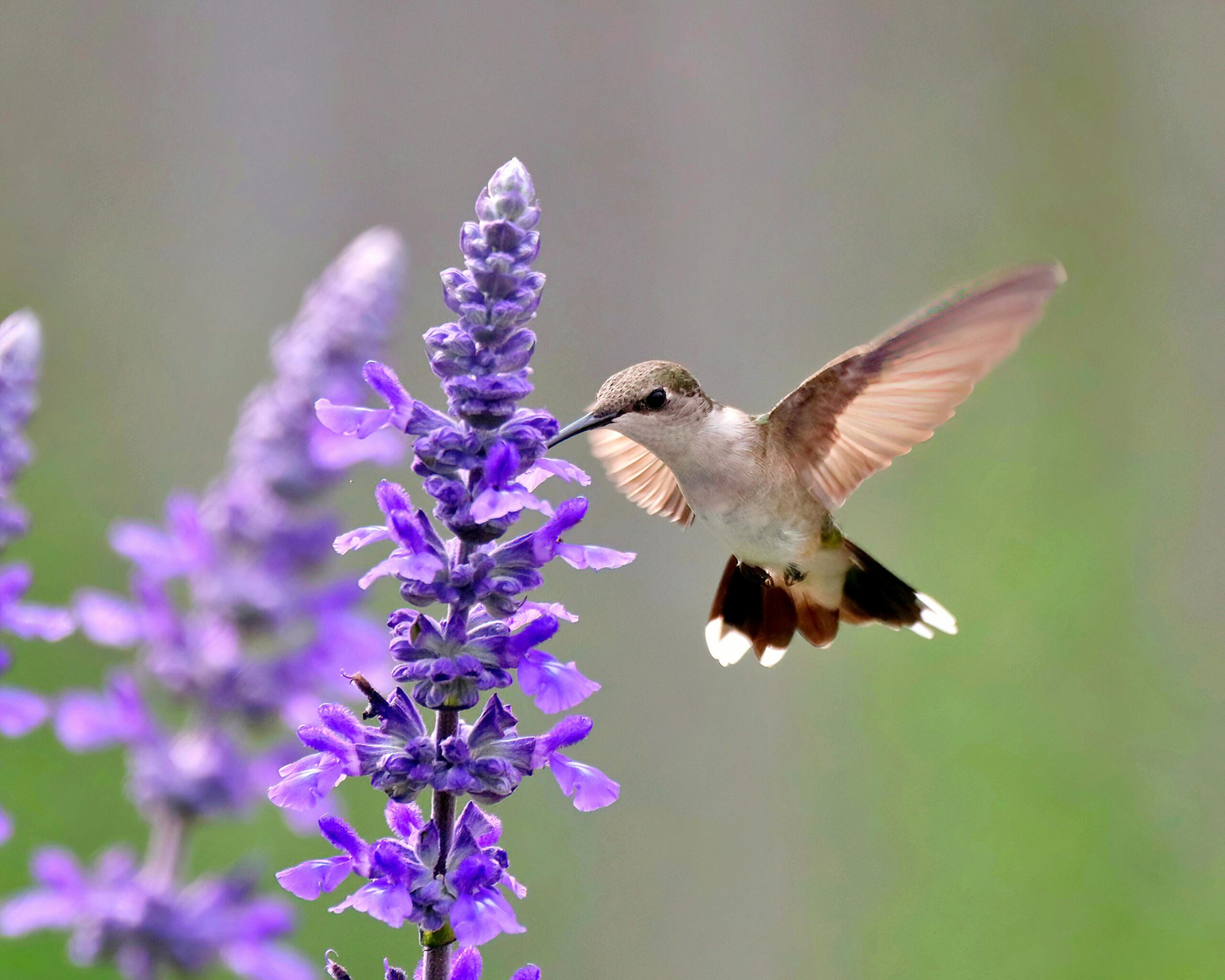 Ein Kolibri ernährt sich anmutig von leuchtend violetten Blüten, eingefangen in einer atemberaubenden Außenkulisse.