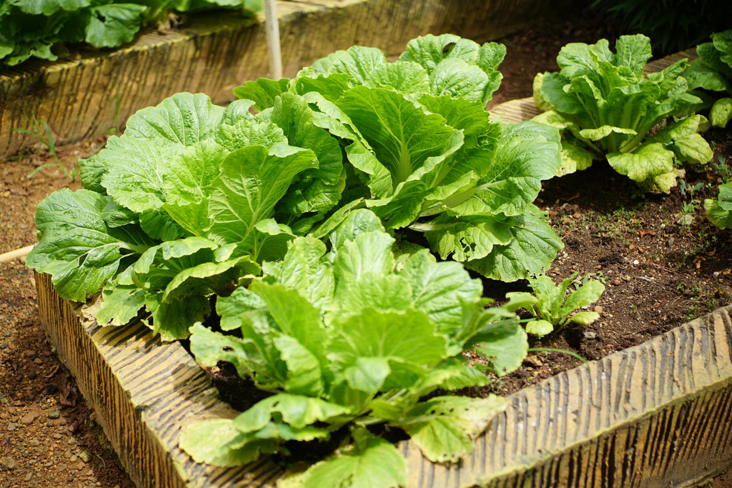 Nahaufnahme von üppigem Grünkohl, der in einem Gartenbeet im Freien wächst und sein leuchtendes Laub zur Schau stellt.