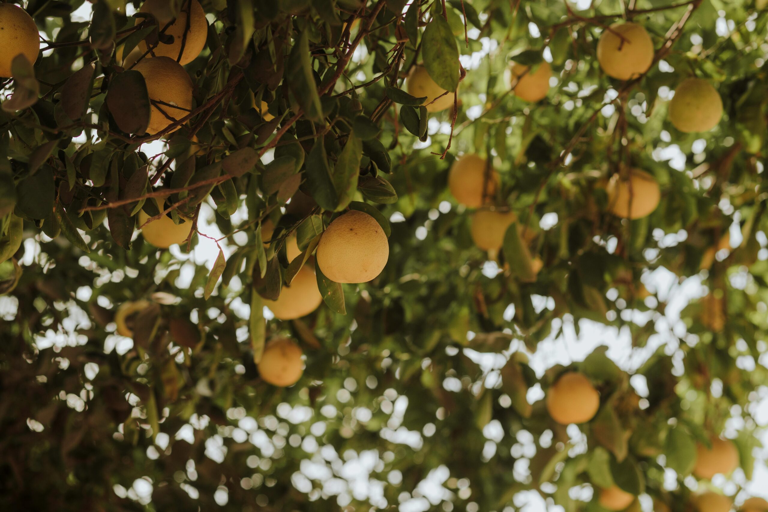 Üppiger Grapefruitbaum mit reifen Früchten, die in der sonnigen Natur von Sinaloa, Mexiko, hängen.