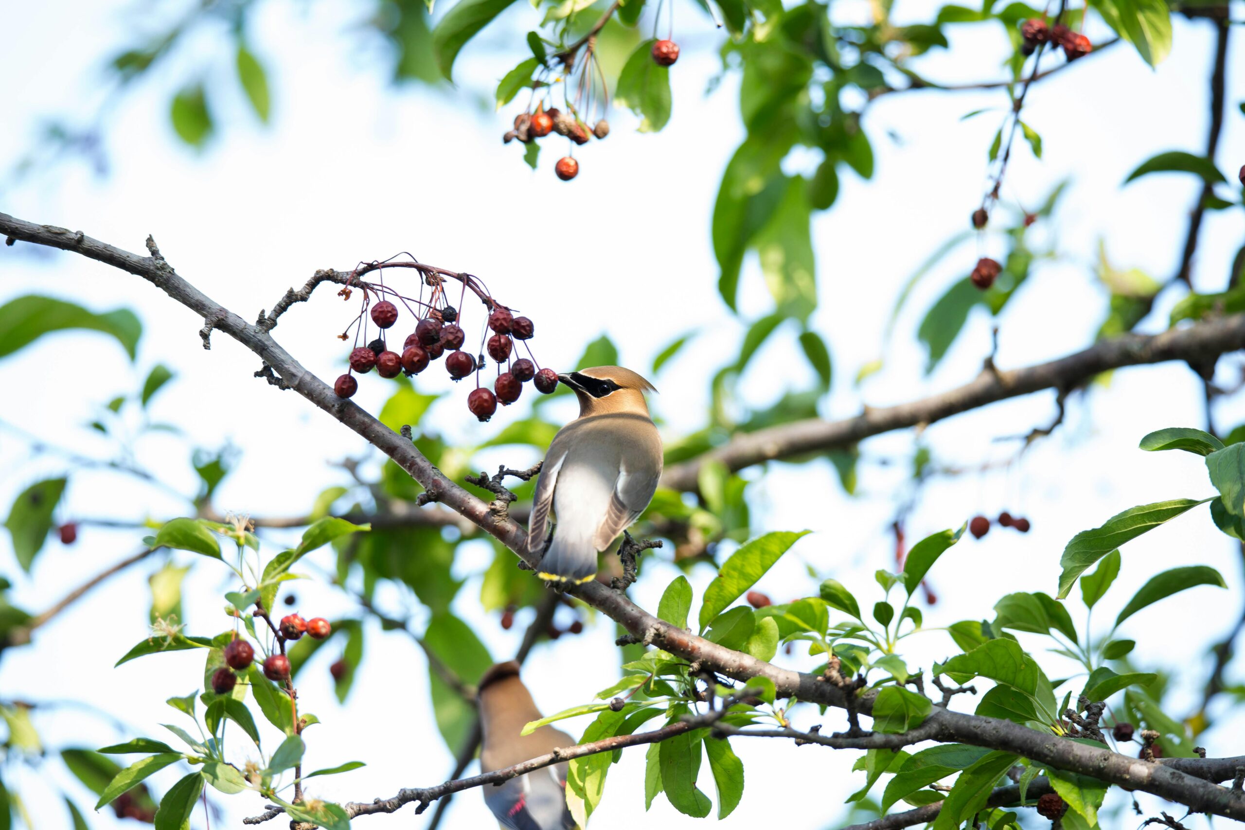Ein Zedernseidenschwanz sitzt auf einem Ast und ernährt sich von Beeren in einem leuchtend grünen Baum.