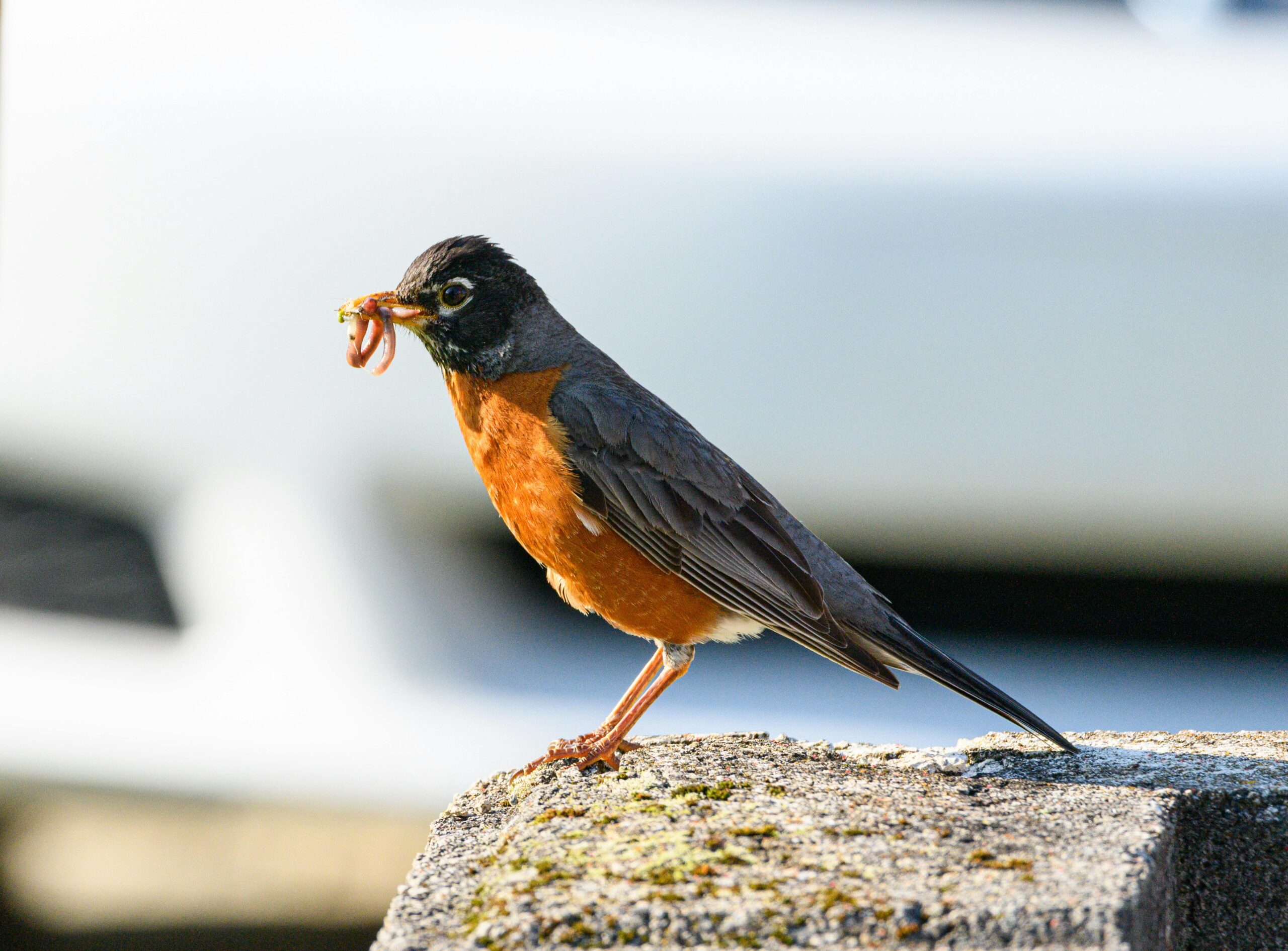 Kostenloses Stock Foto zu amerikanischer robin, draußen, dslr fotografie