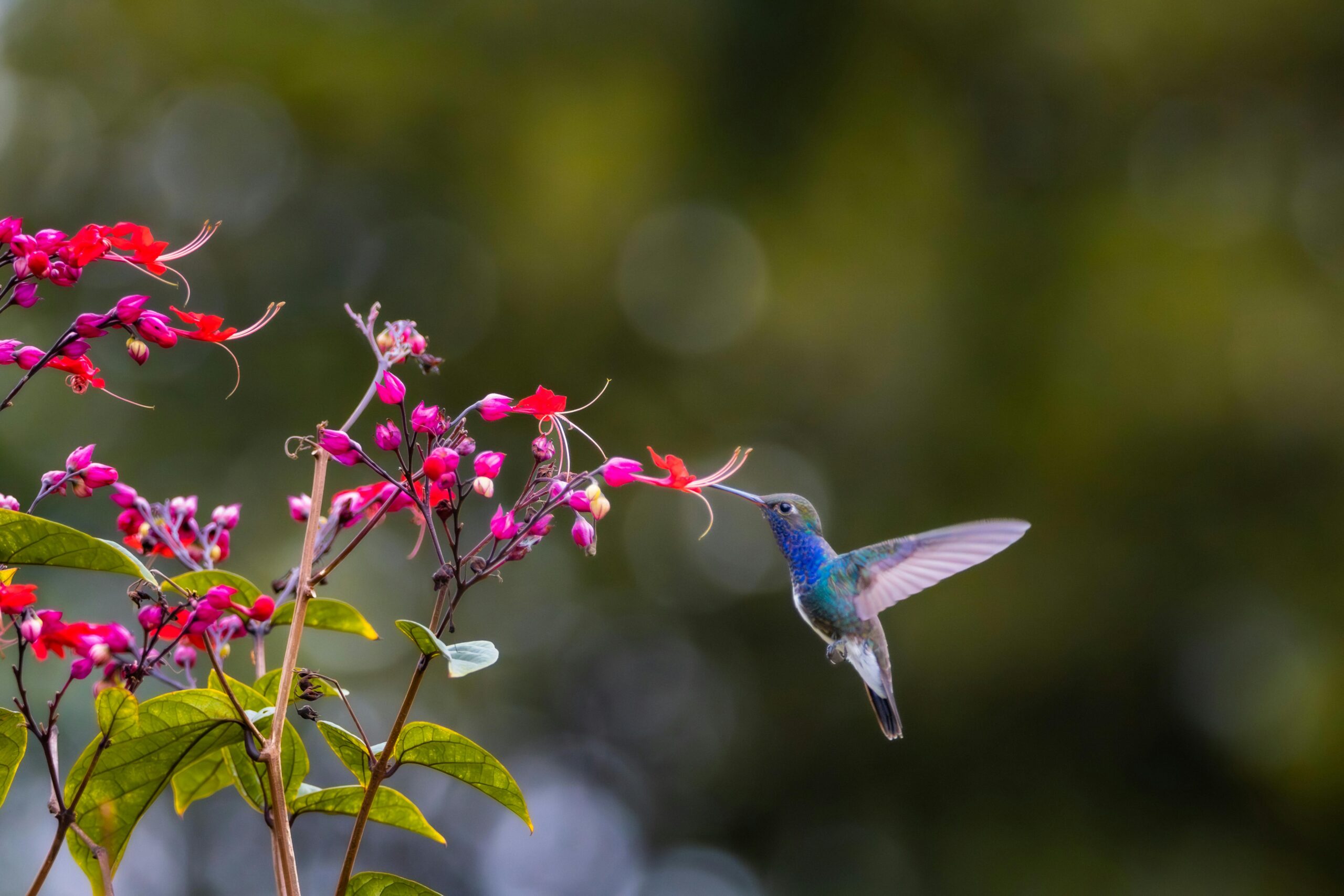 Ein farbenfroher Kolibri schwebt in der Luft, während er sich von leuchtend roten Blumen ernährt und so die Schönheit der Natur zur Schau stellt.