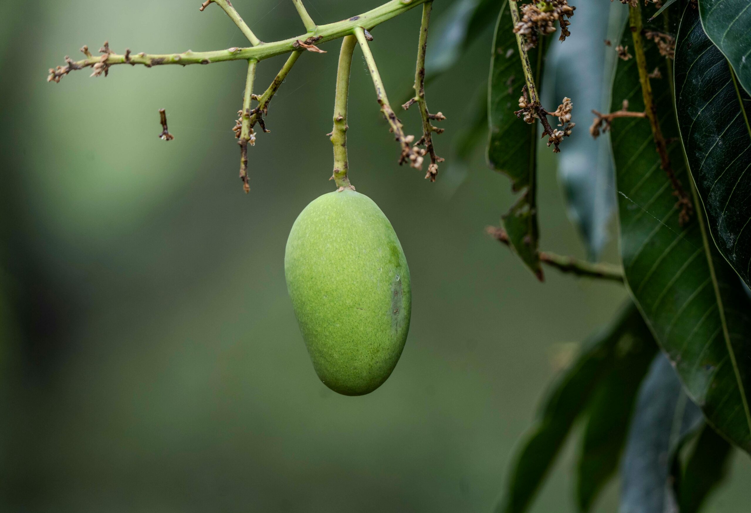 Kostenloses Stock Foto zu ast, baum, blatt