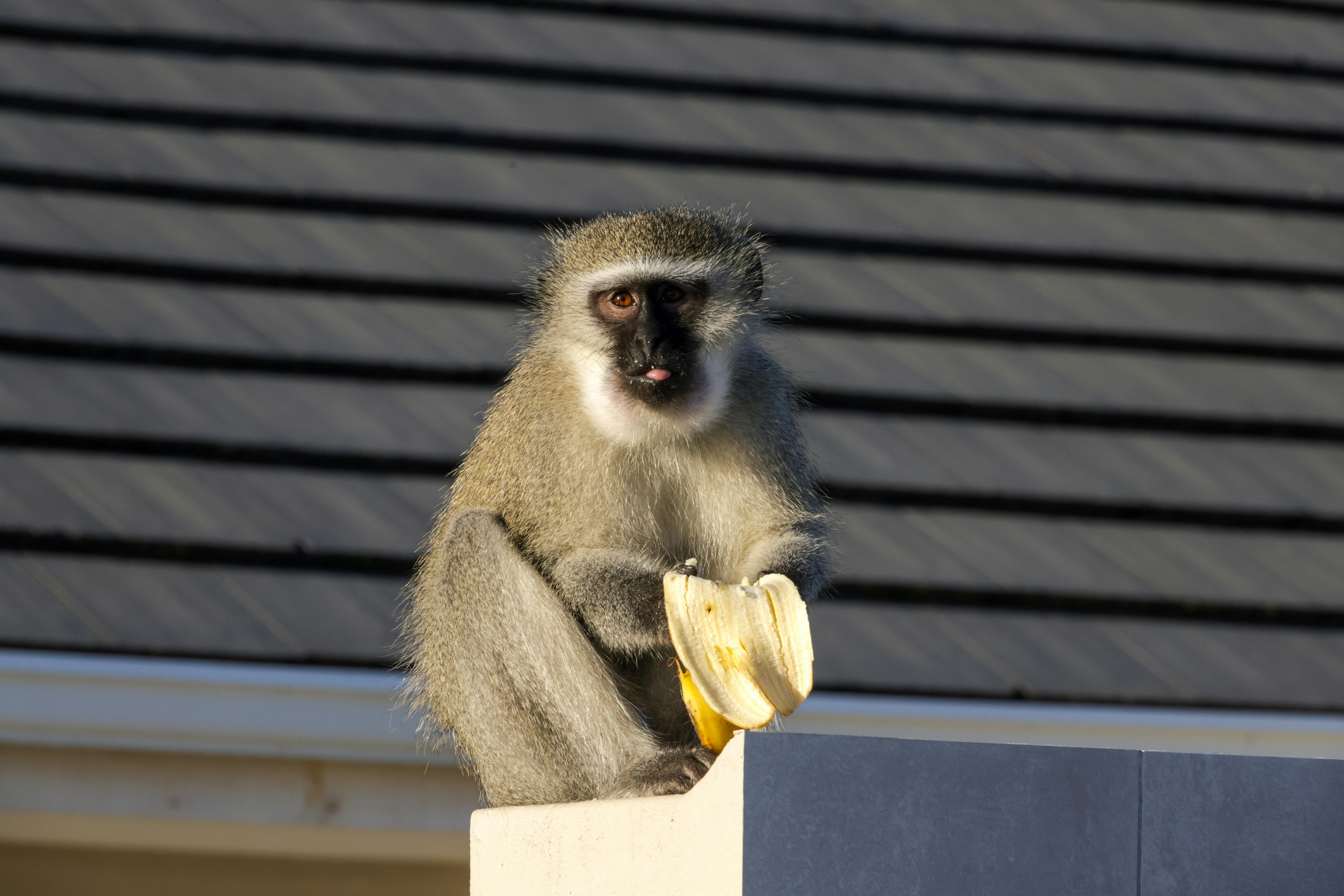 An einem sonnigen Tag sitzt eine Grüne Meerkatze auf einer Dachmauer und genießt eine Banane.