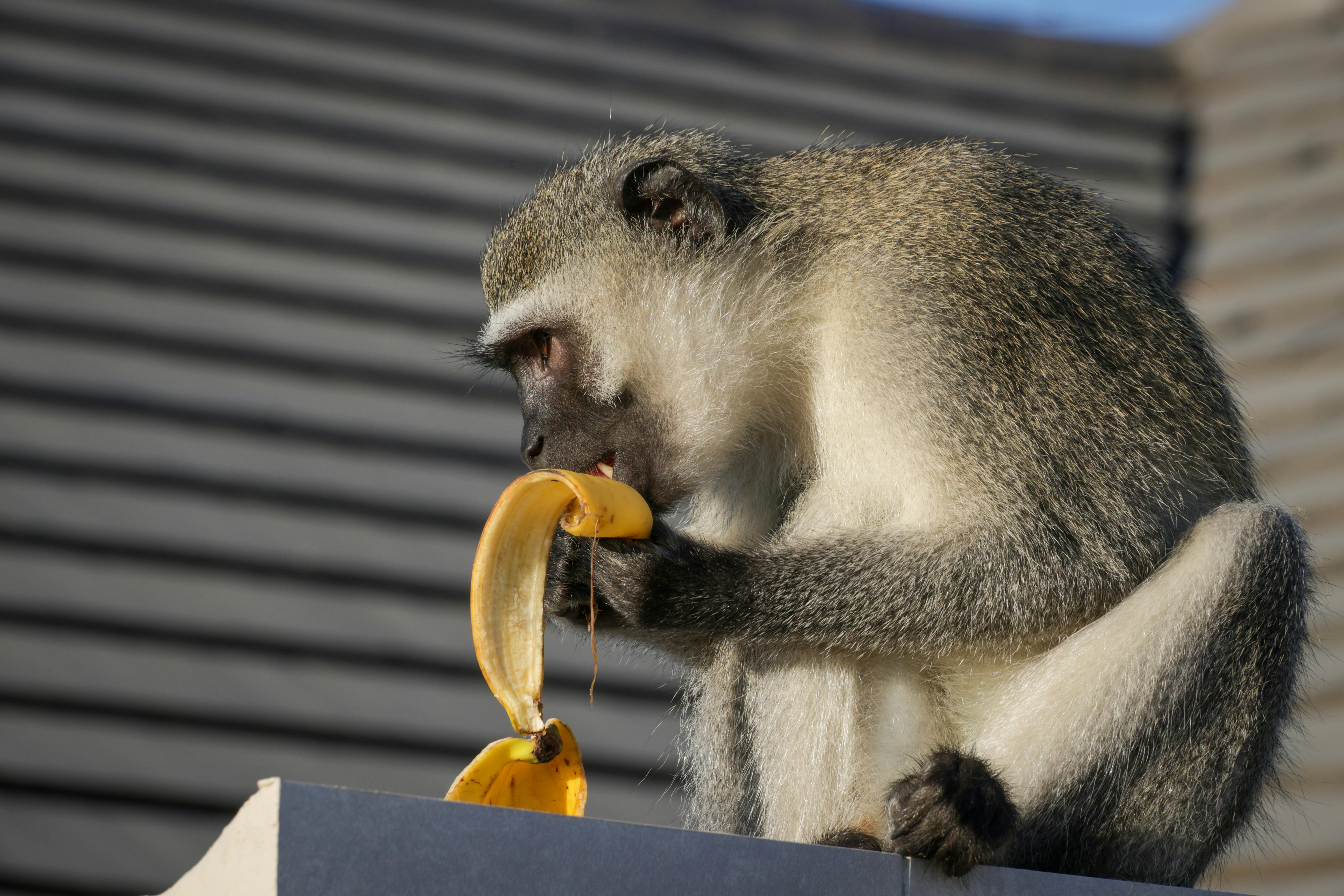 Kostenloses Stock Foto zu affe isst banane, affen, african wildlife