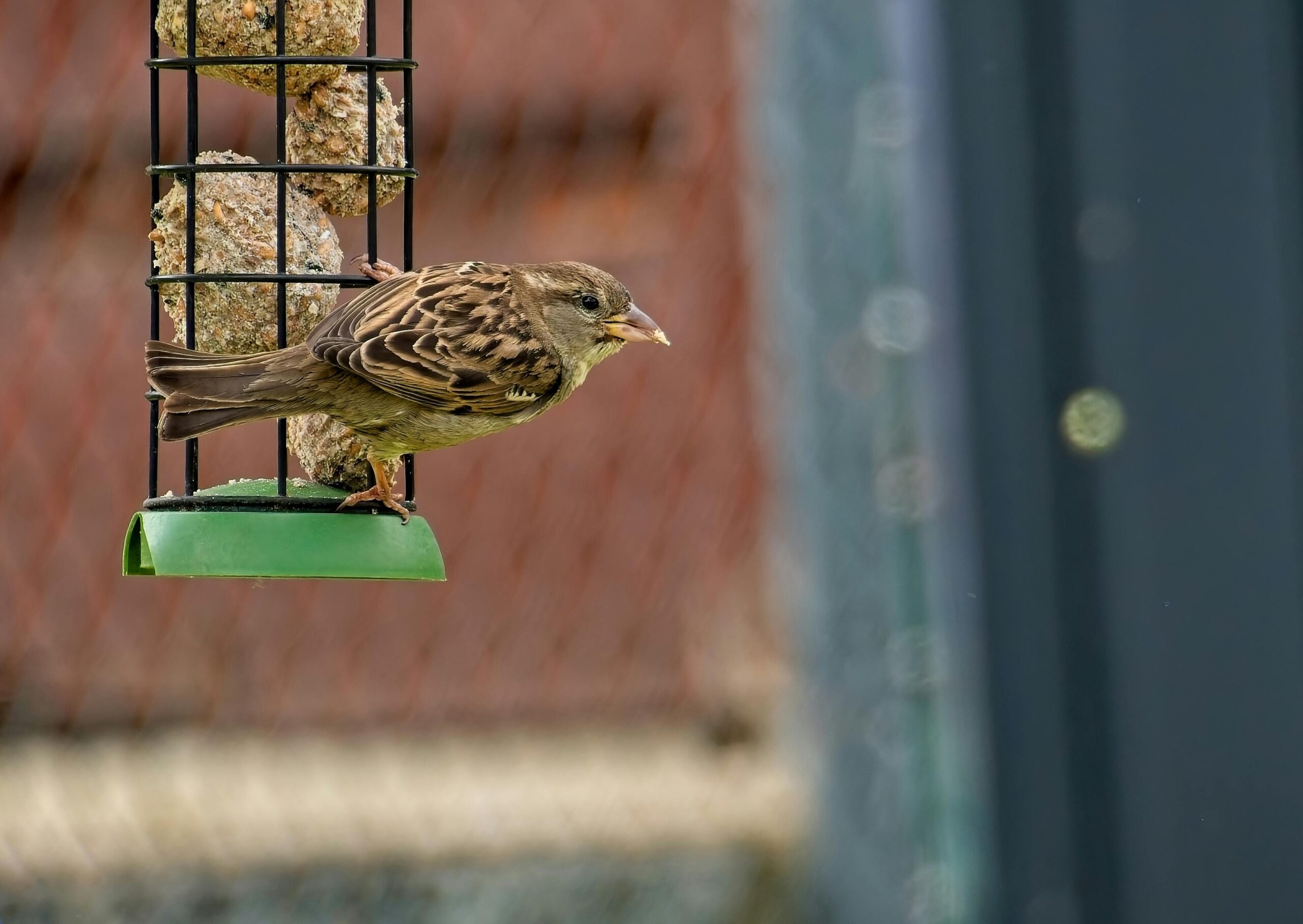 Ein Spatz sitzt auf einem Vogelhäuschen im Garten von Salzgitter in Deutschland.