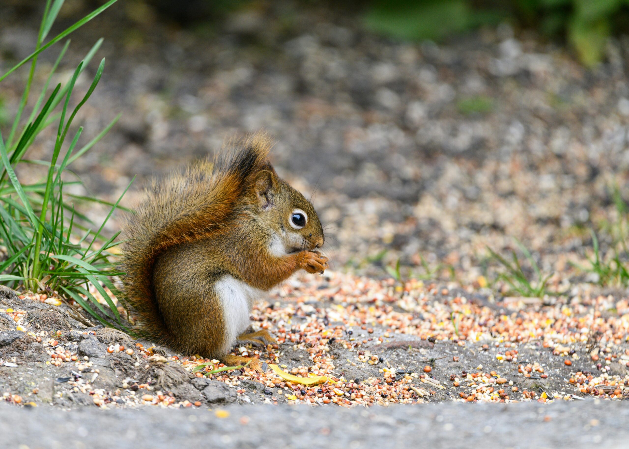 Ein entzückendes rotes Eichhörnchen frisst Samen auf dem Boden und zeigt den Charme der Natur.