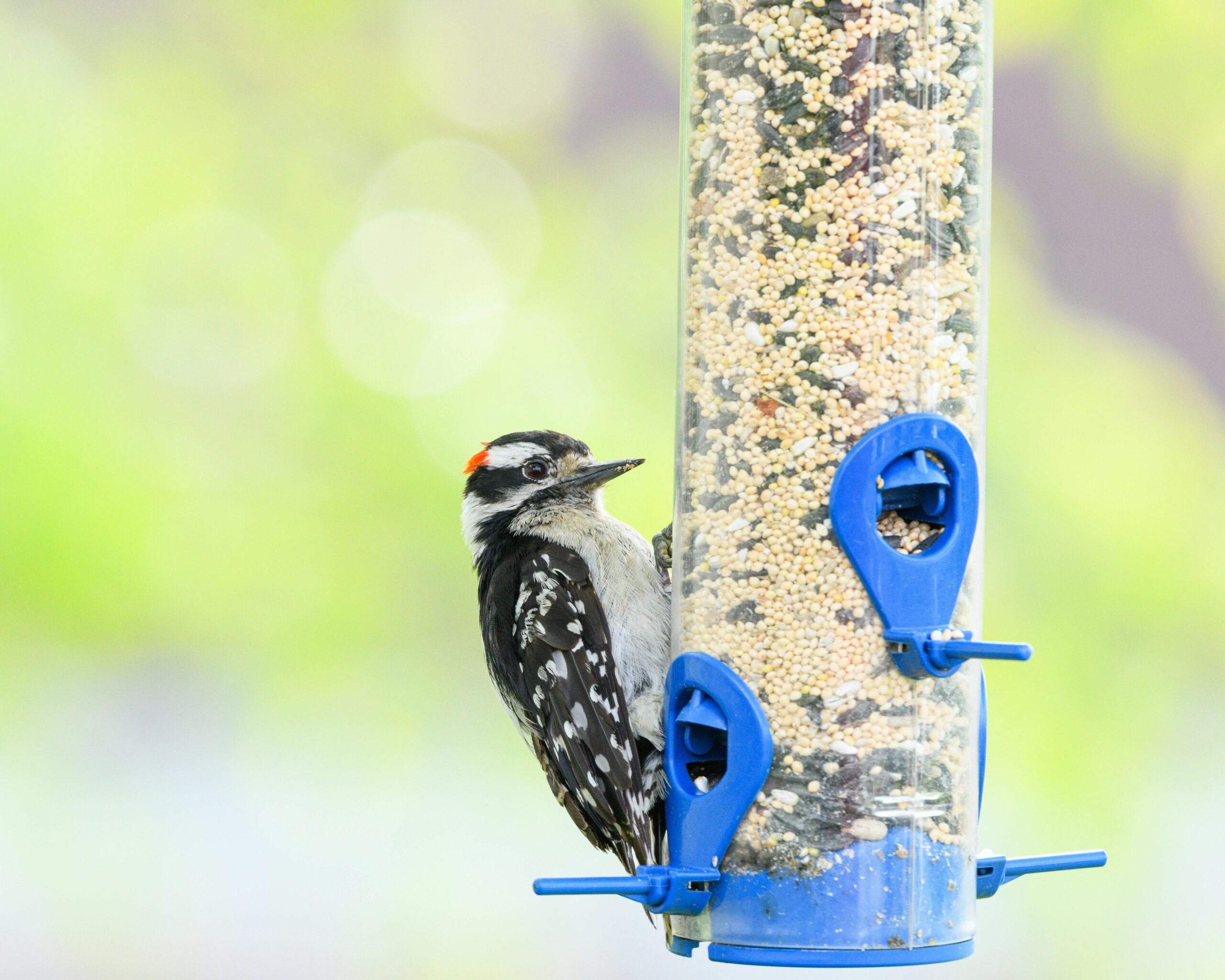 Ein Haarspecht ernährt sich vor einem leuchtenden Hintergrund von Samen aus einem blauen Vogelhäuschen.