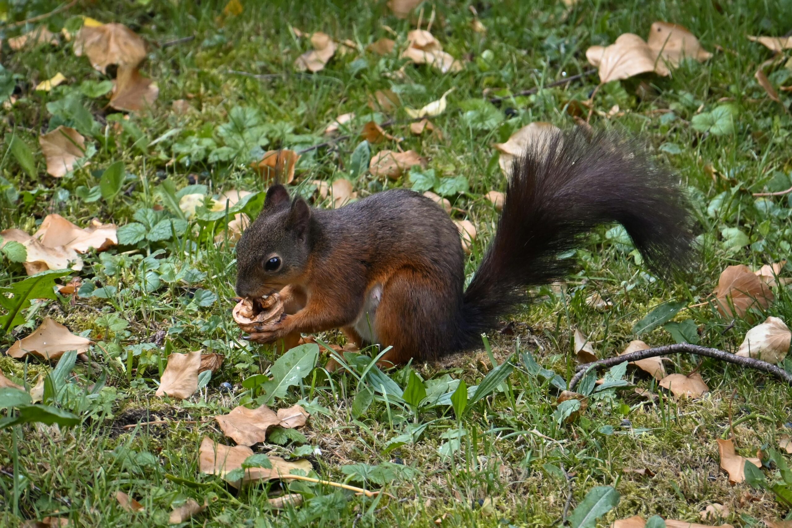 Kostenloses Stock Foto zu eichhörnchen, nagetier, natur