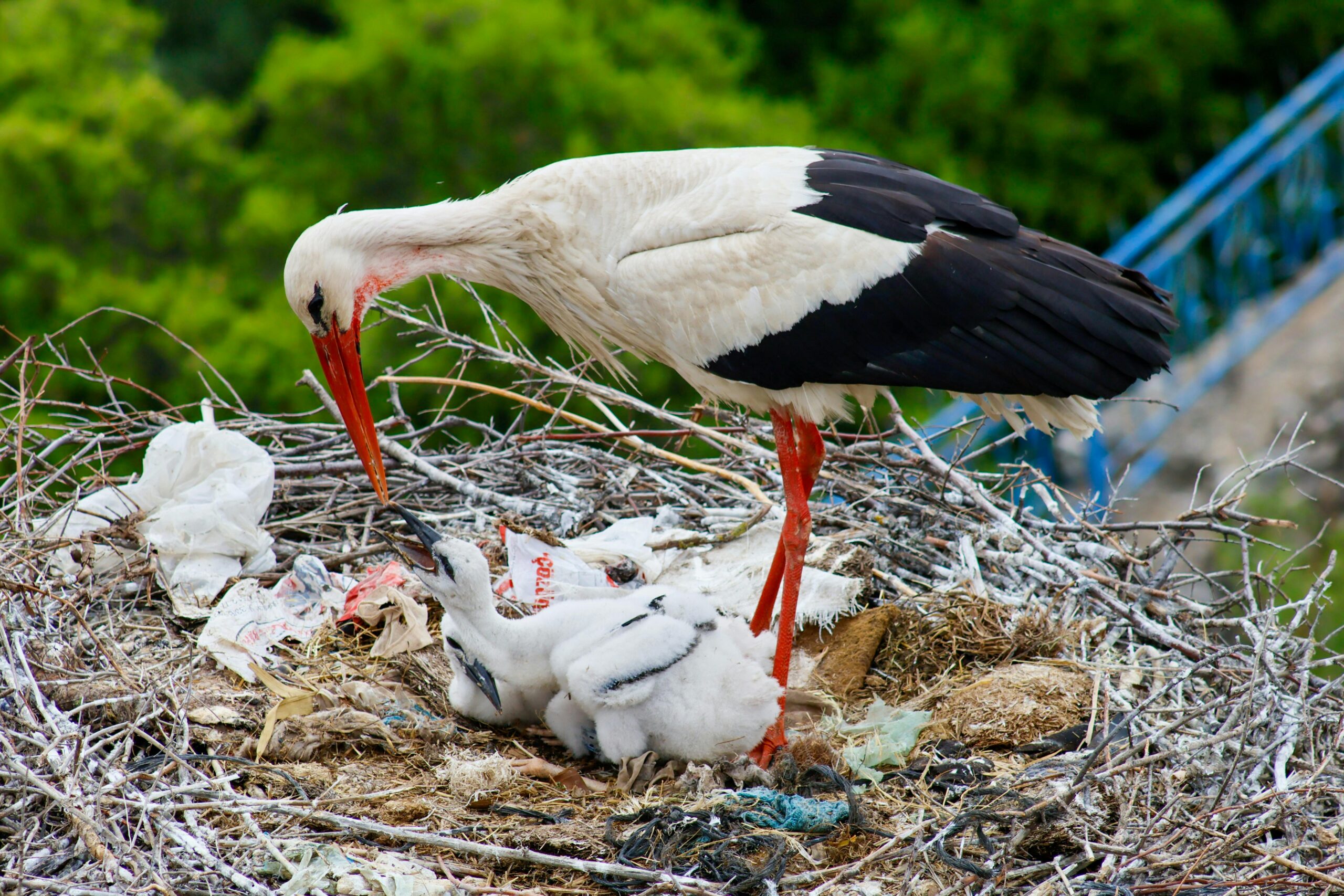 Storchmutter Füttert Küken Im Nest