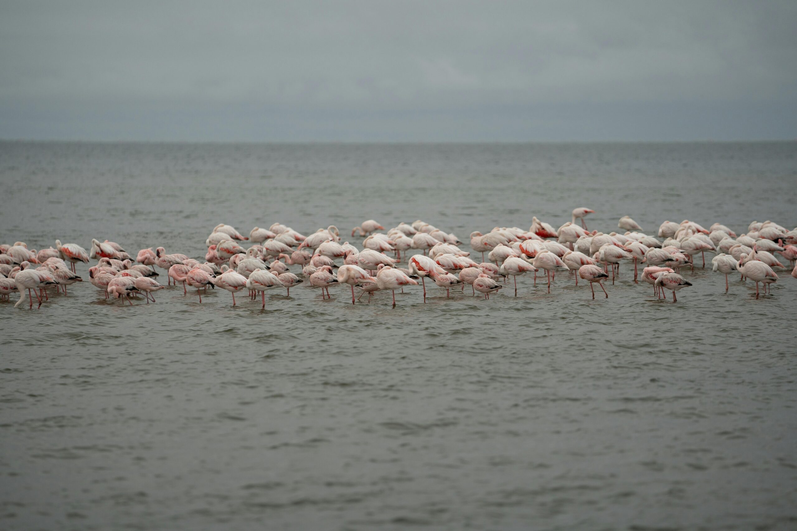 Ein ruhiger Anblick rosa Flamingos, die sich unter einem bewölkten Himmel an der Küste Namibias versammelt haben.