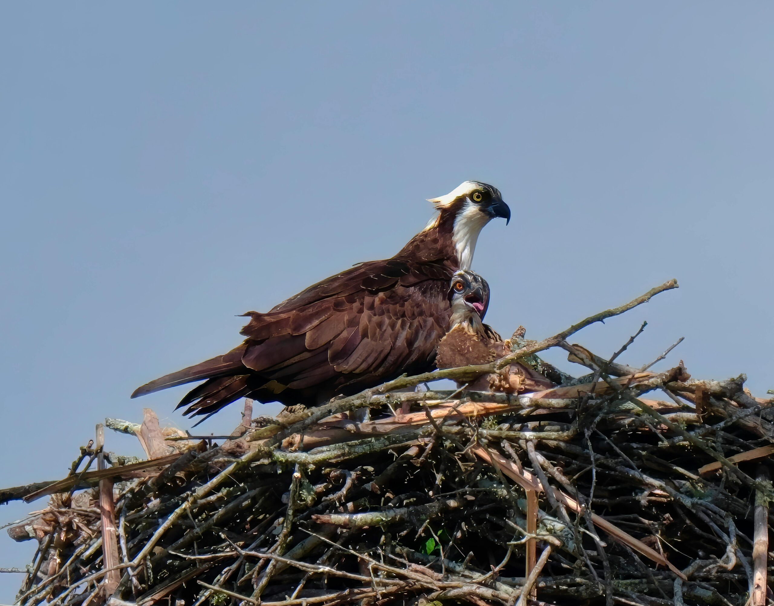 Fischadler und Küken auf einem Nest, Präsentation der Tierwelt und des Nistverhaltens in der Nähe von Decatur, Alabama.