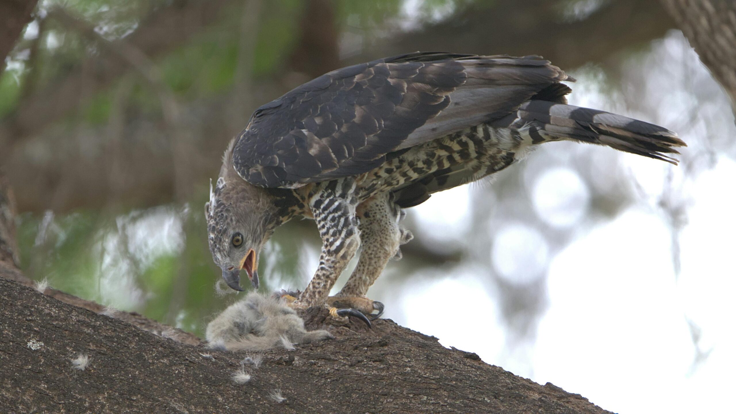 Ein Kronenadler frisst seine Beute und stellt seine Jagdfähigkeiten in einem natürlichen Lebensraum unter Beweis.