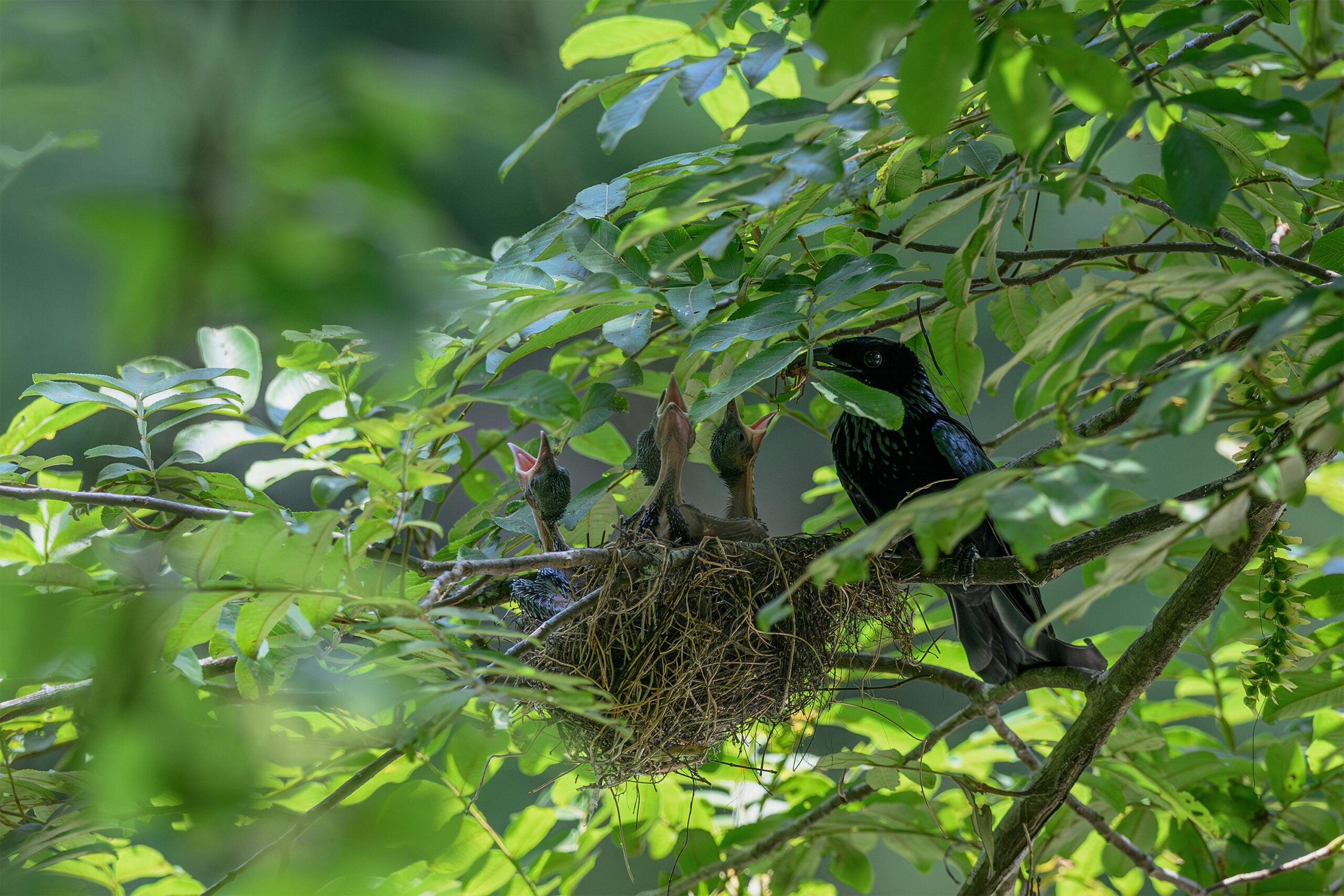 Ein Schwarzer Drongo füttert seine Küken in einem Baumnest, umgeben von leuchtend grünen Blättern.
