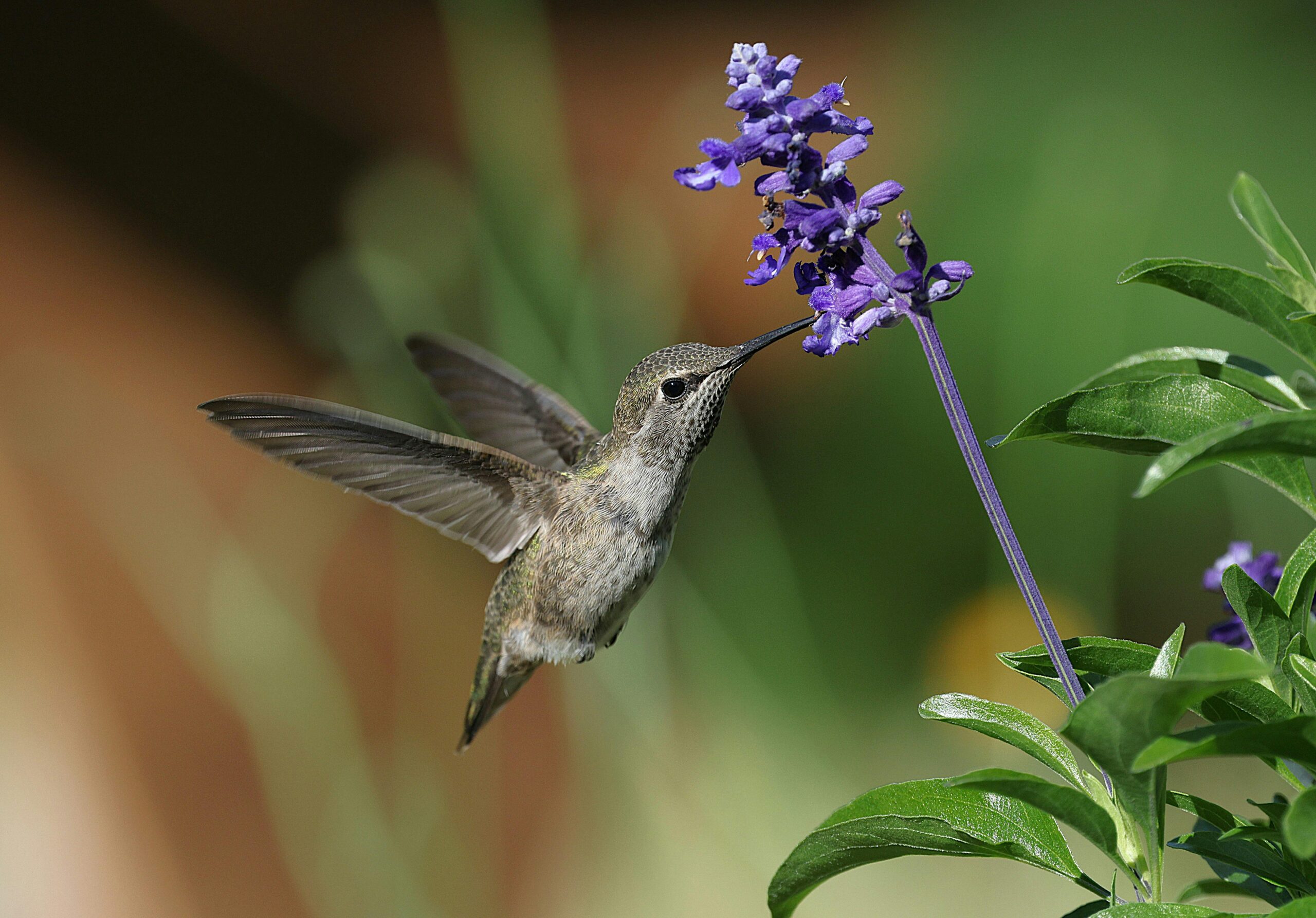 Ein lebhafter Kolibri im Flug, der sich vor einem unscharfen natürlichen Hintergrund von einer violetten Blüte ernährt.