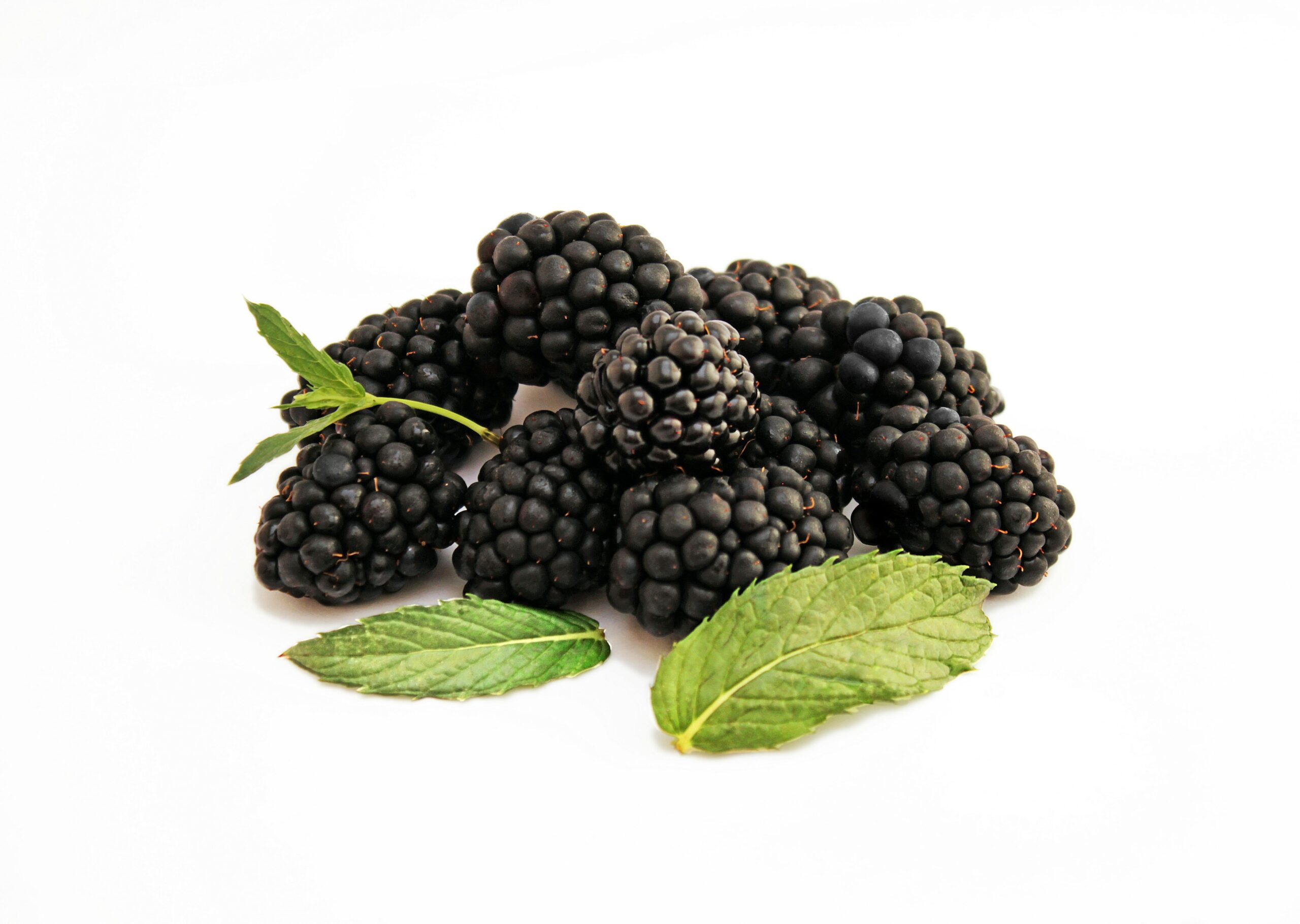 Ein Bündel frischer Brombeeren mit Minzblättern, isoliert auf weißem Hintergrund.