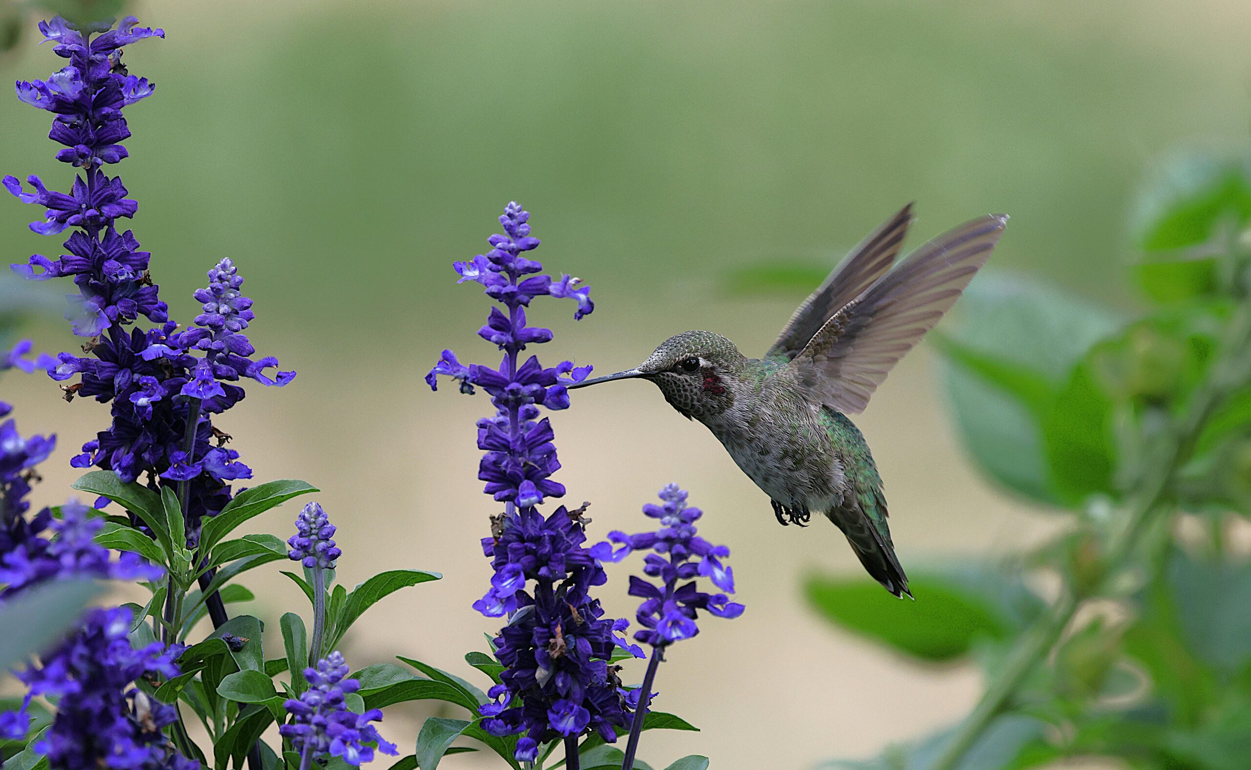 Annas Kolibri