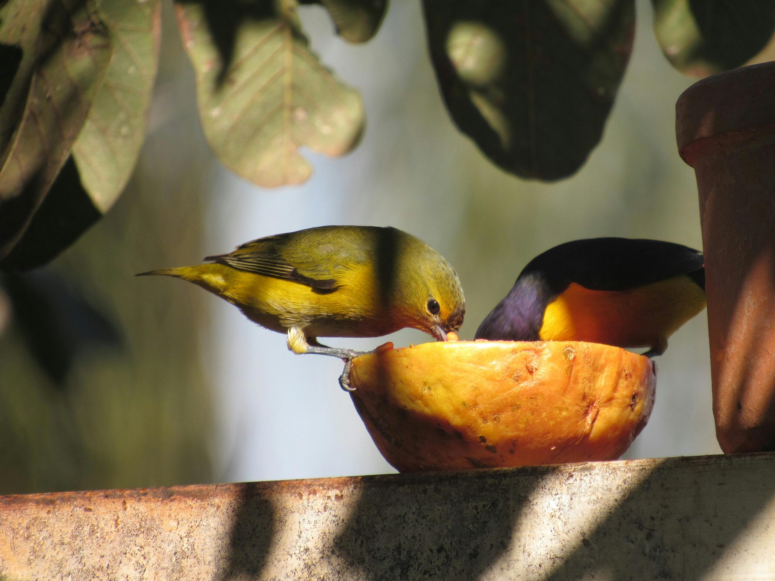 Zwei lebhafte Vögel genießen im gesprenkelten Sonnenlicht Früchte und schaffen so eine friedliche Naturszene.