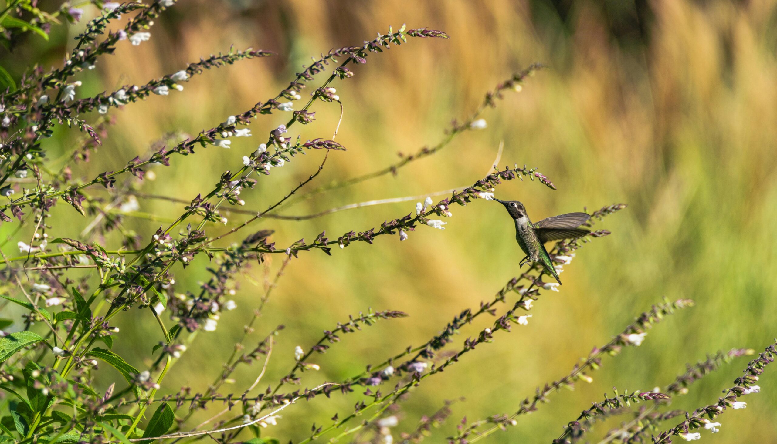 Lebhafter Kolibri, der sich zart von blühenden Pflanzen ernährt, eingefangen in einer ruhigen Naturkulisse.