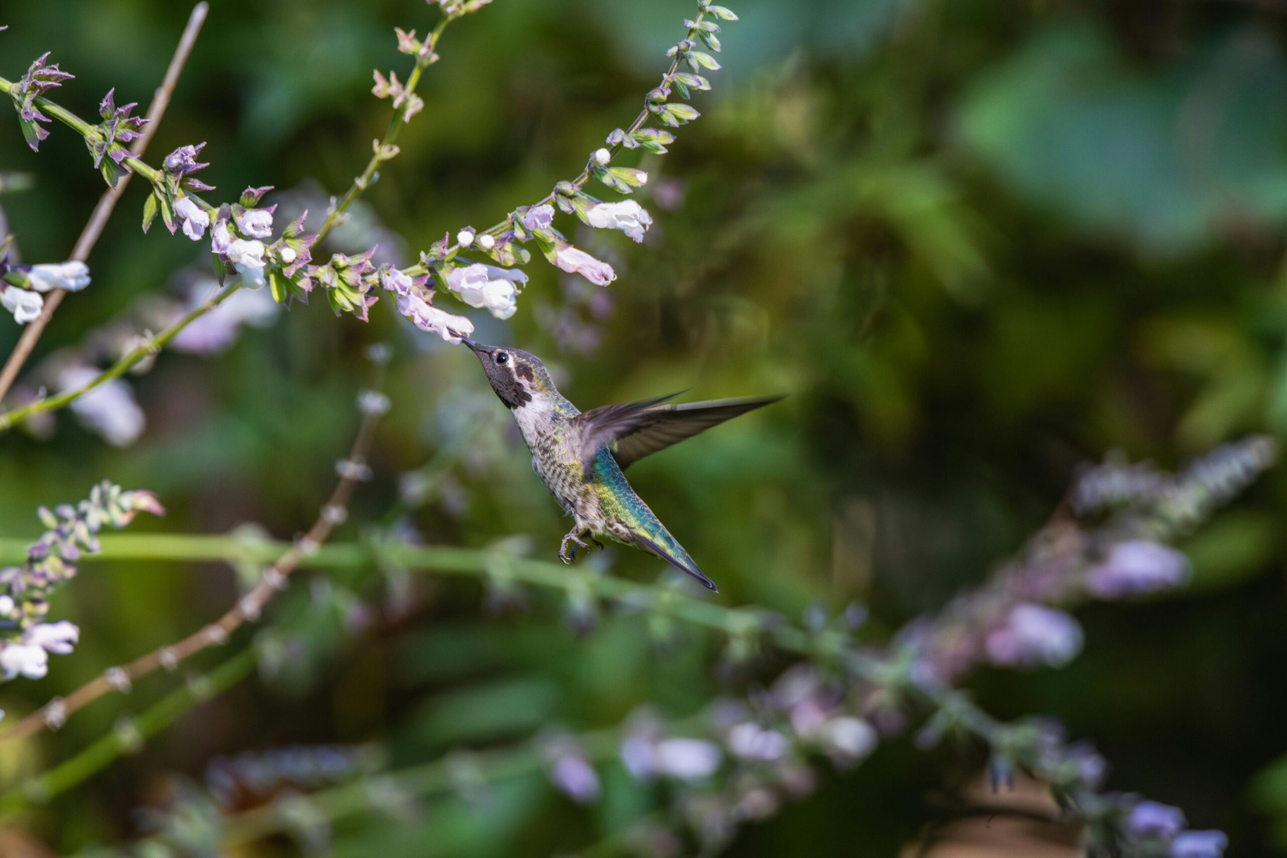 Nahaufnahme eines Kolibris, der sich in der Natur anmutig von violetten Blüten ernährt.