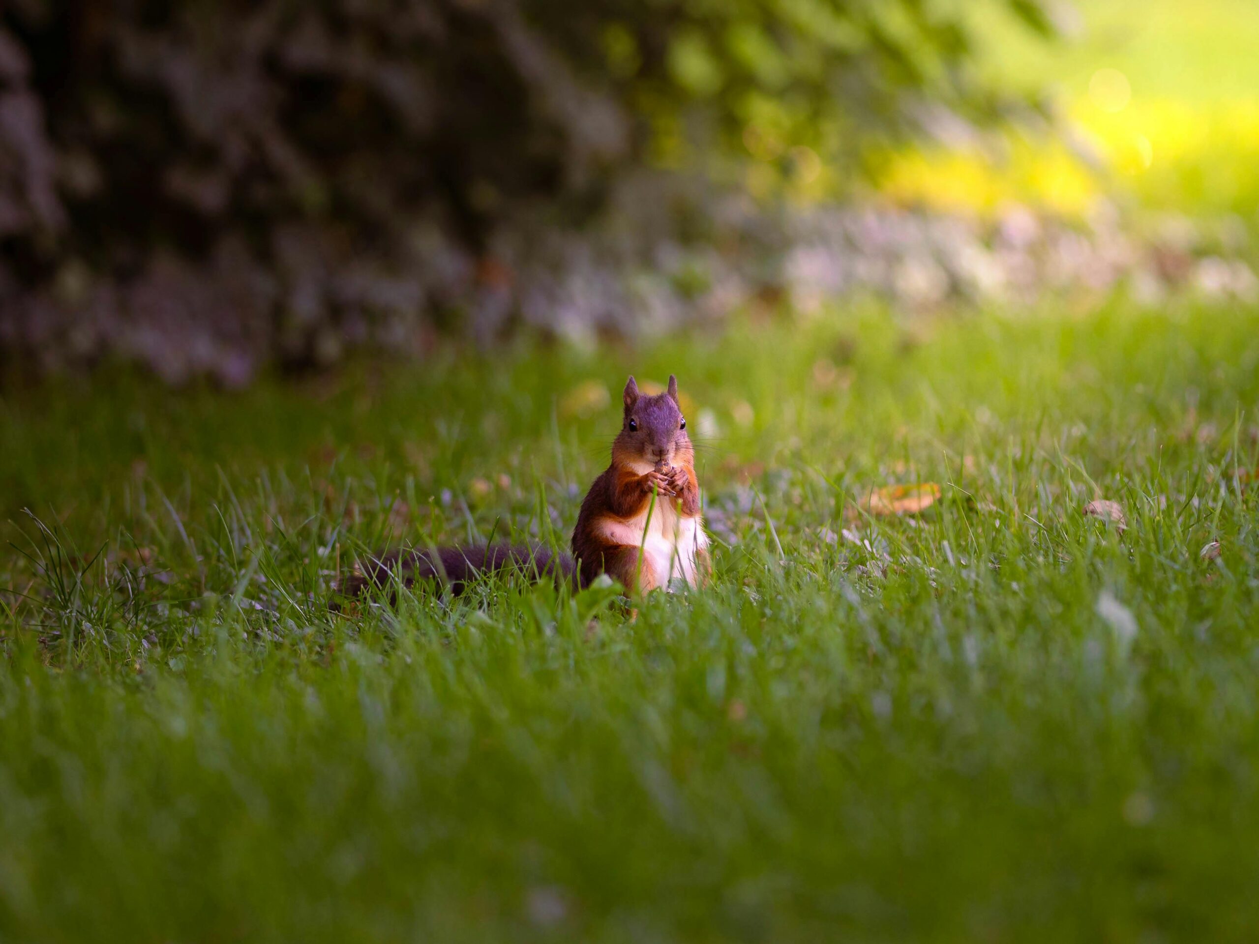 Ein Eichhörnchen genießt einen Snack inmitten leuchtend grünem Gras in einer ruhigen Parklandschaft.