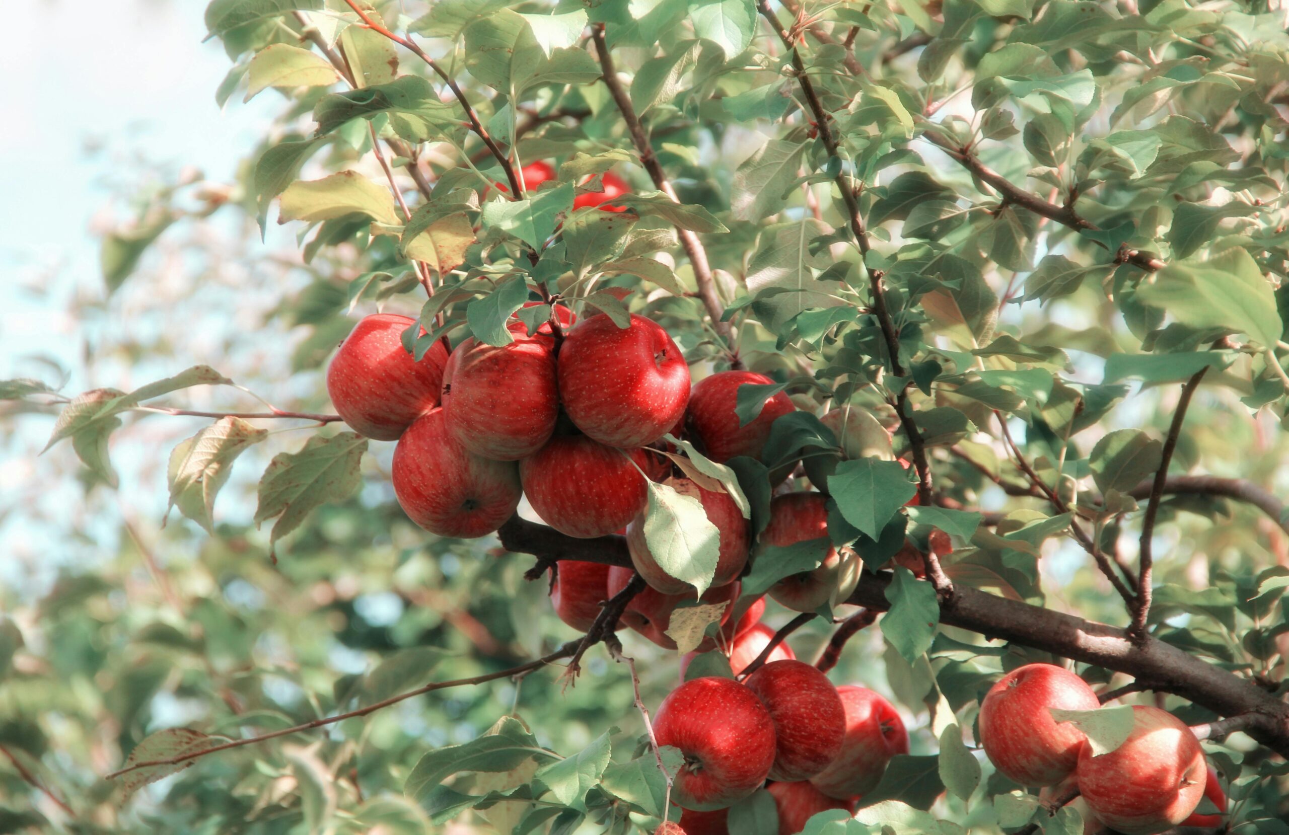 Rote äpfel