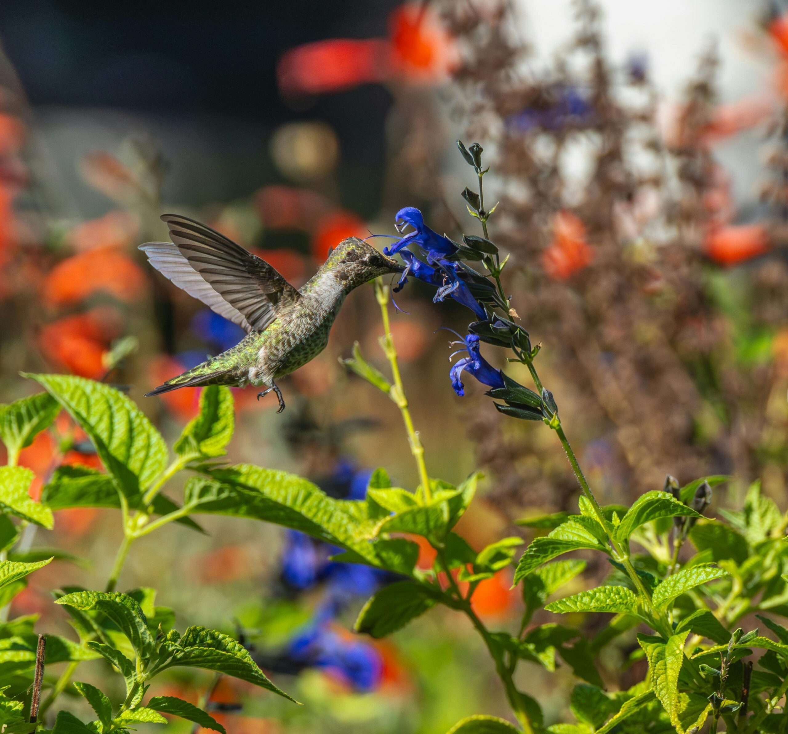Kostenloses Stock Foto zu bestäubung, biodiversität, blauen blüten