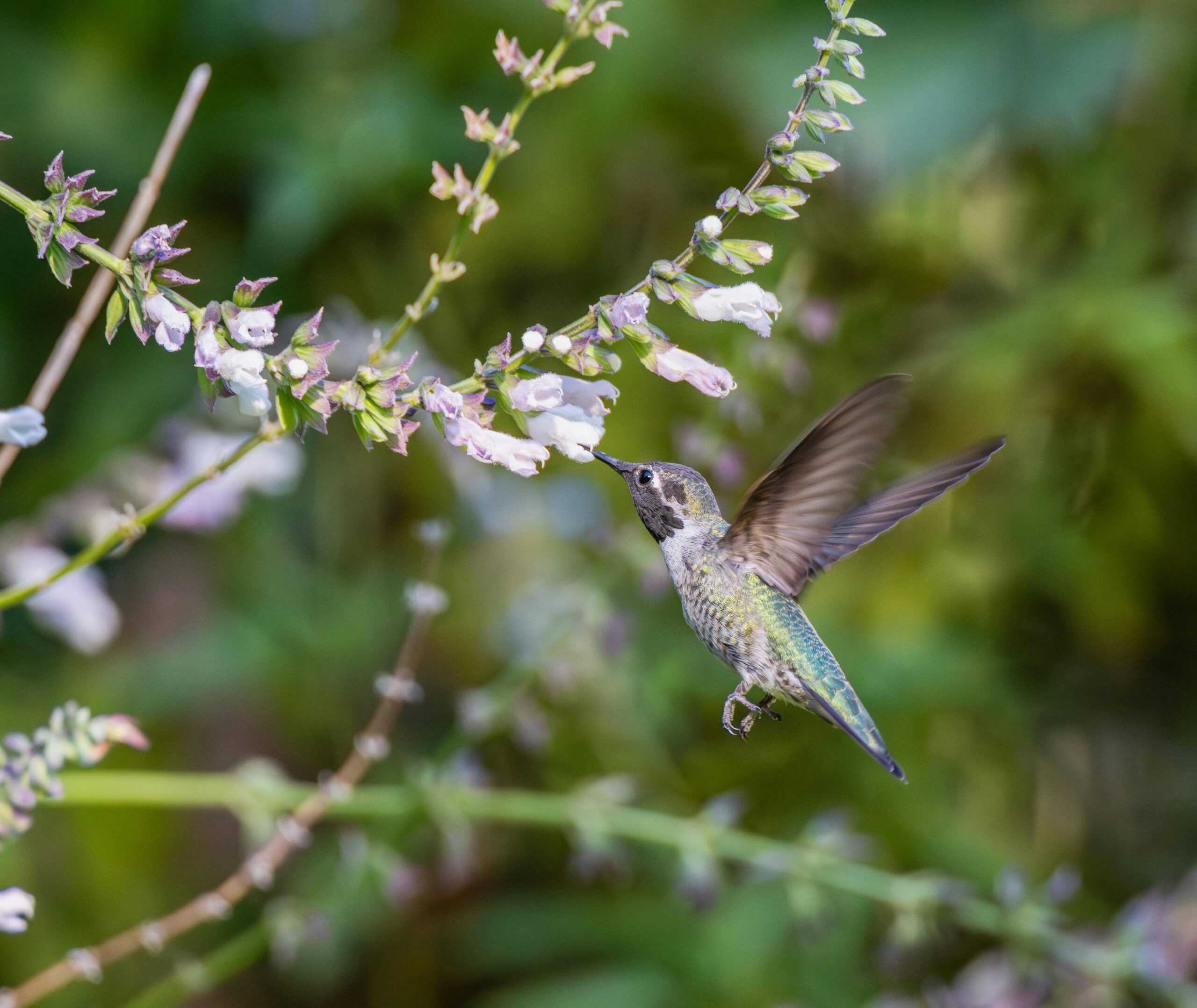 Kolibri, der sich von Blumen ernährt und die Schönheit und Eleganz der Natur zur Schau stellt.