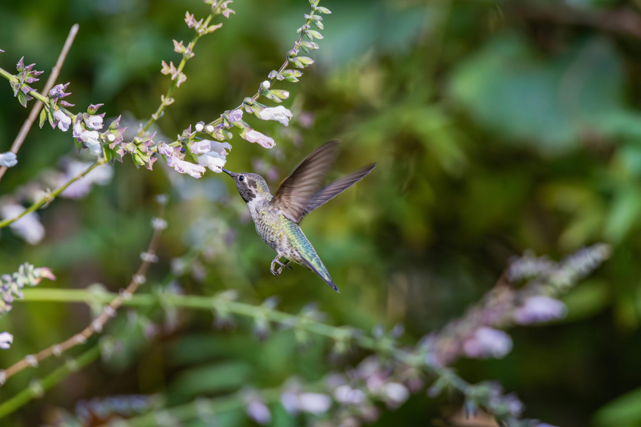 Ein farbenfroher Kolibri ernährt sich von rosa Blüten und fängt die Essenz des Frühlings in einem üppigen Garten ein.
