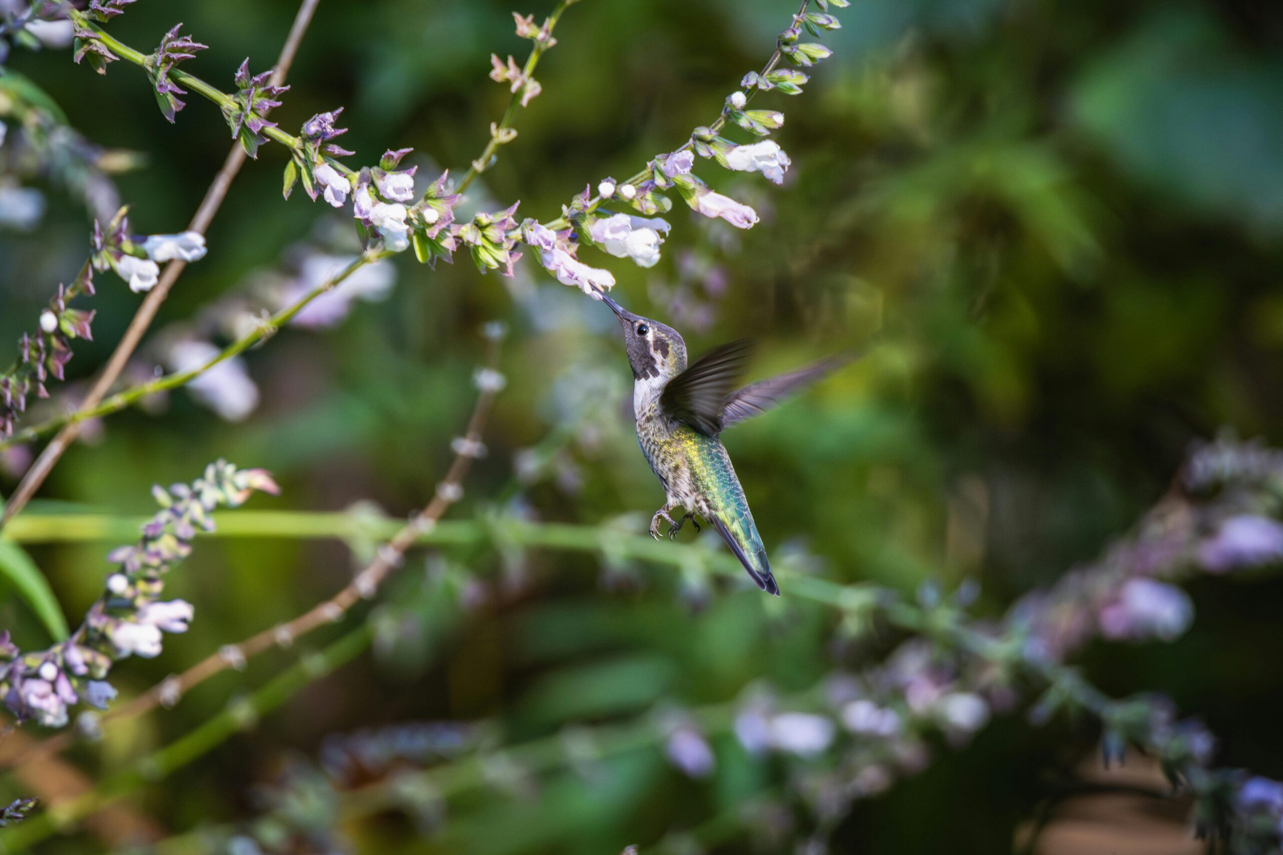 Ein lebhafter Kolibri schwebt und ernährt sich von zarten Blüten in einer üppigen Gartenumgebung.