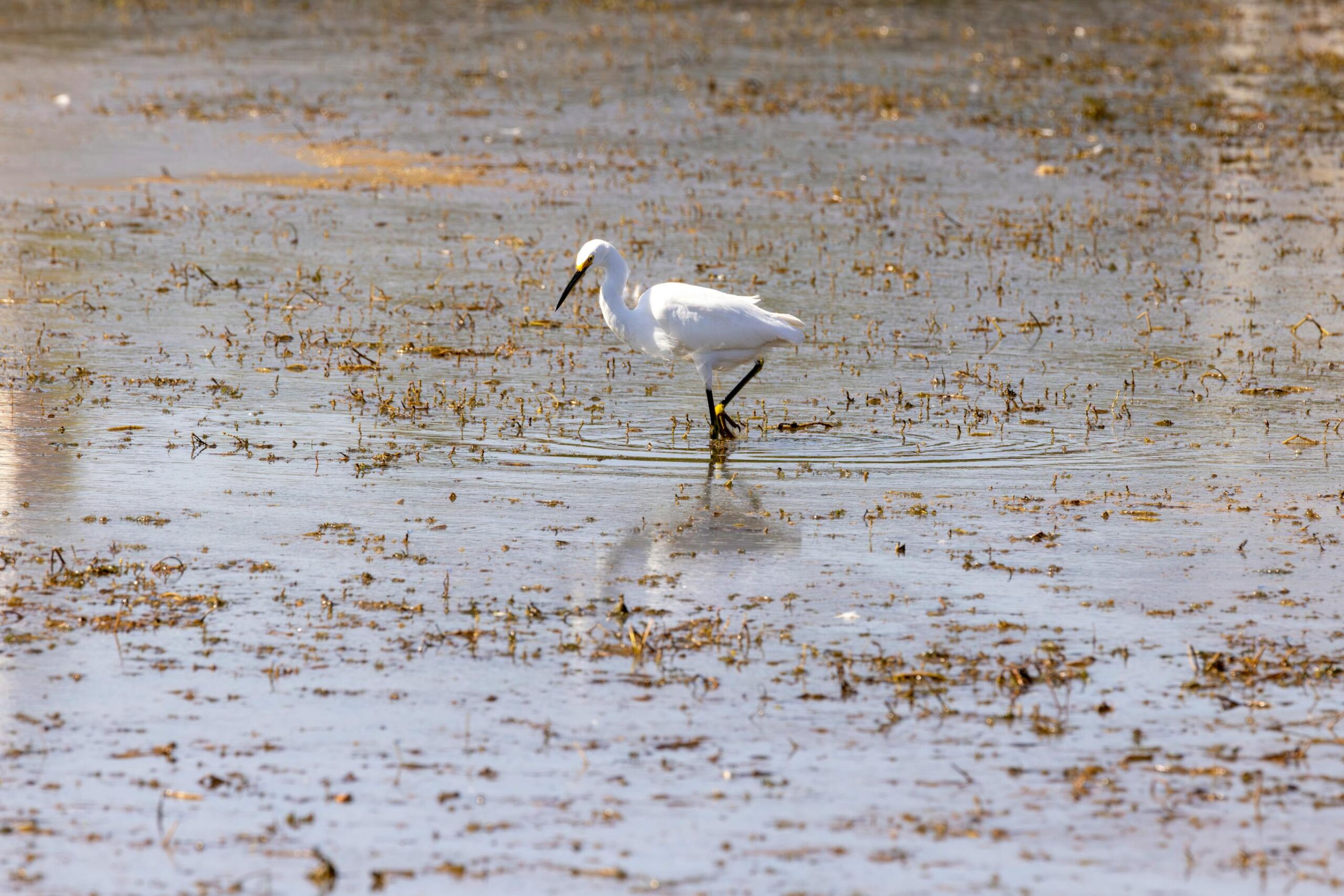 Ein Schmuckreiher (Egretta thula) watet im warmen Licht des Sonnenuntergangs durch seichtes Wasser auf der Suche nach Nahrung.