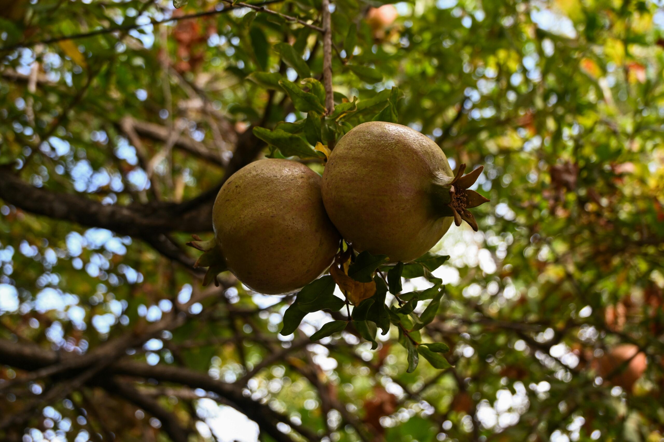 Nahaufnahme von zwei reifen Granatäpfeln, die in einem Obstgarten an einem Ast hängen.
