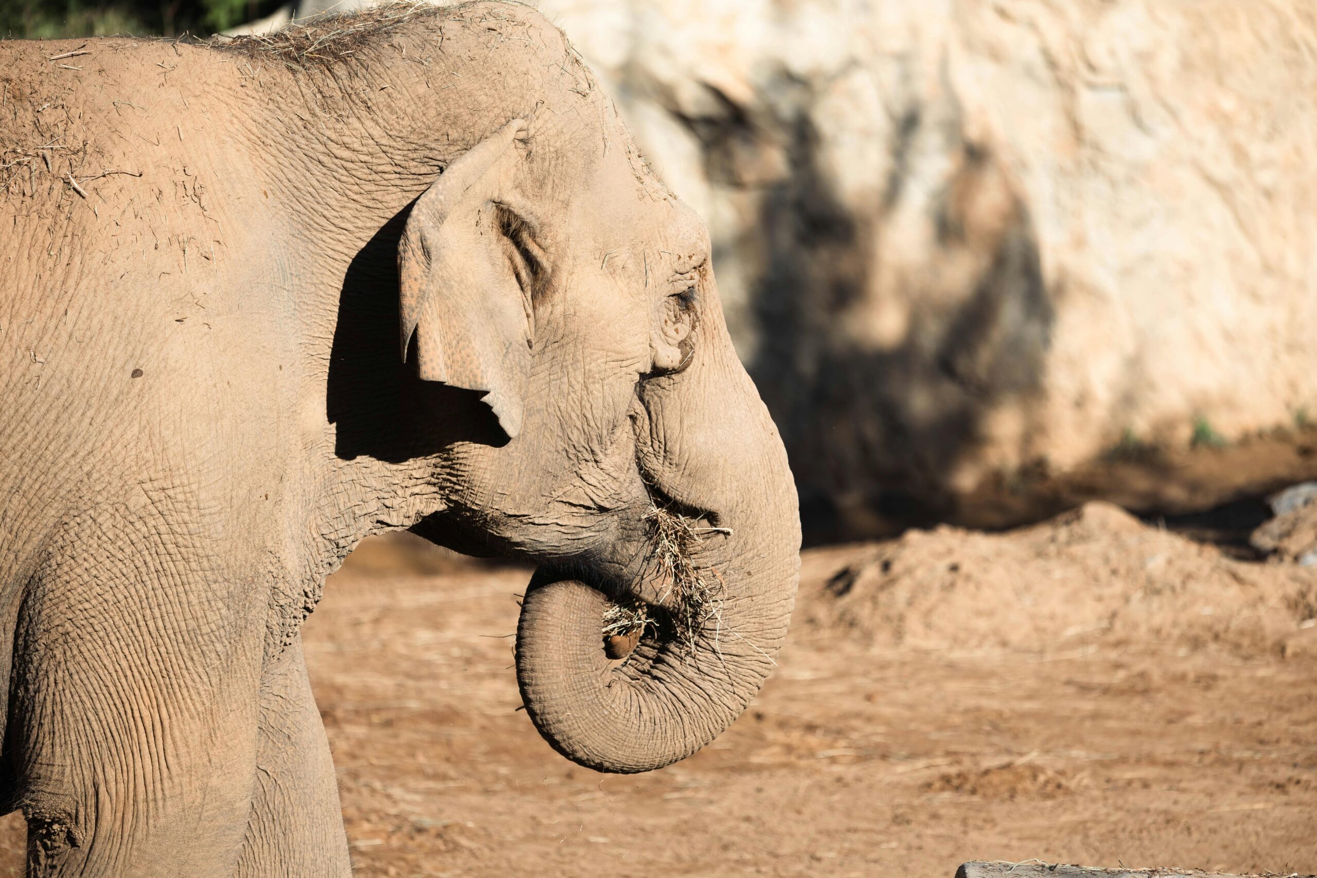 Kostenloses Stock Foto zu asiatischer elefant, baumstamm, braun