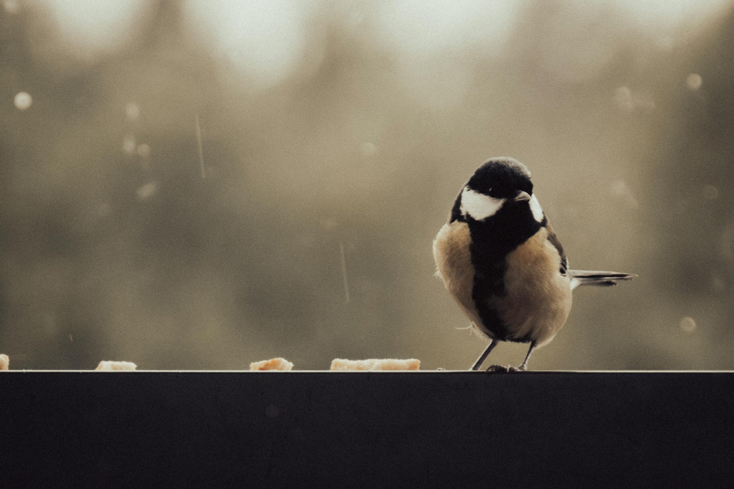 Eine Kohlmeise sitzt im Freien, während sanft der Regen fällt. Der unscharfe Hintergrund schafft eine heitere Atmosphäre.