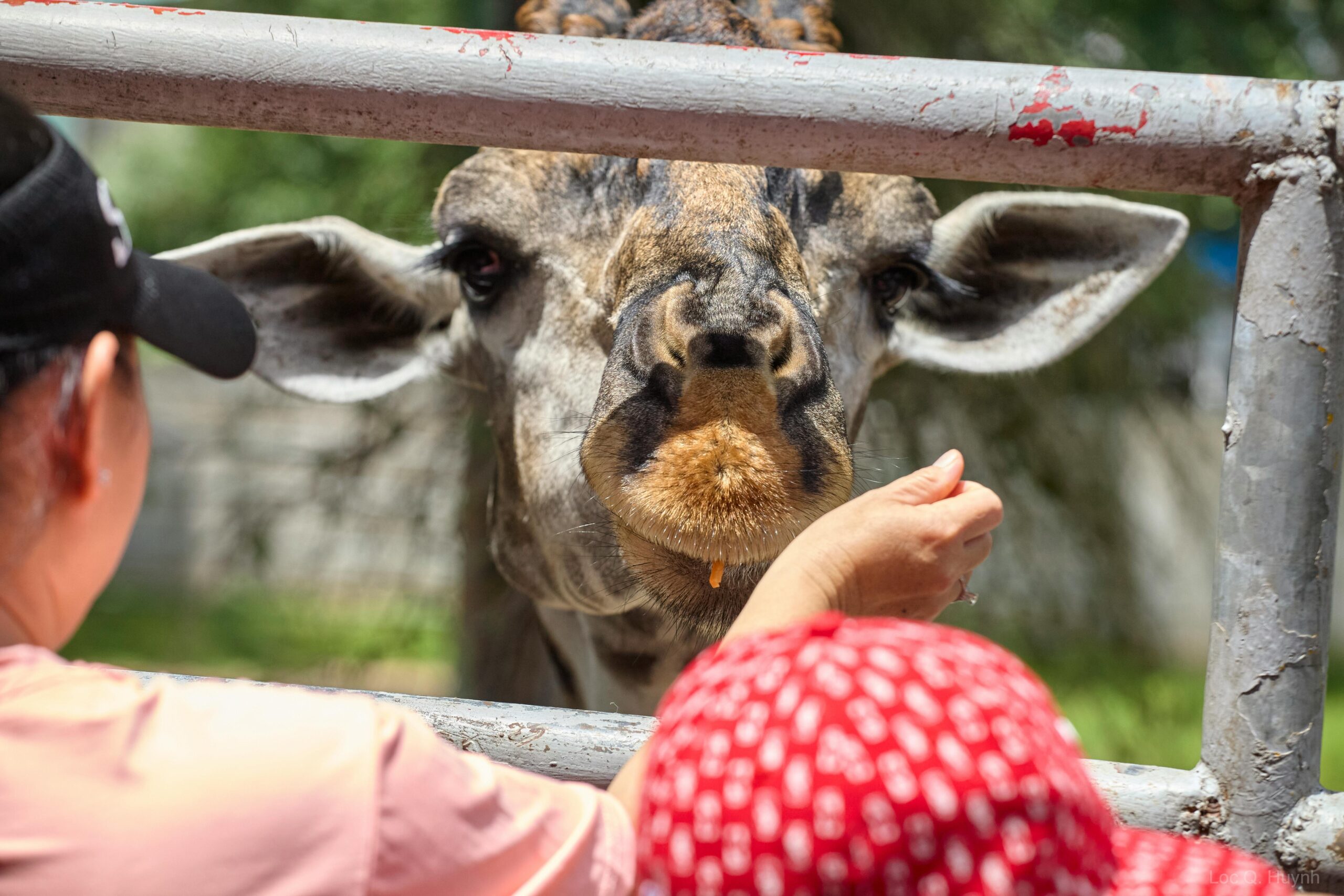 Aufnahme einer Giraffe, die von Besuchern in einem Zoo in Ho-Chi-Minh-Stadt gefüttert wird.