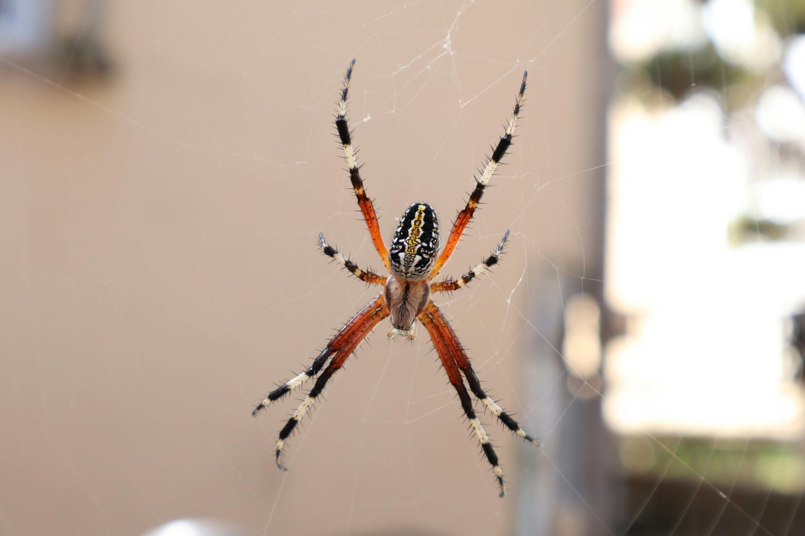 Detailliertes Bild einer Radnetzspinne, die im Freien an ihrem komplizierten Netz hängt.