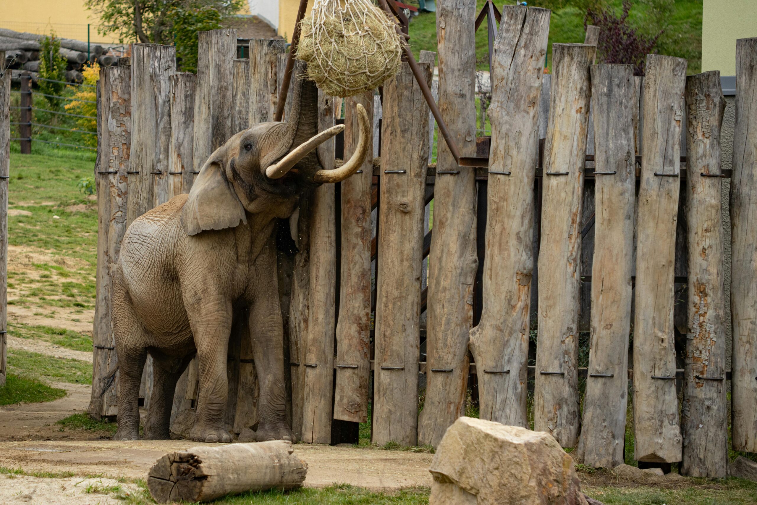 Zoo Bojnice, Slon