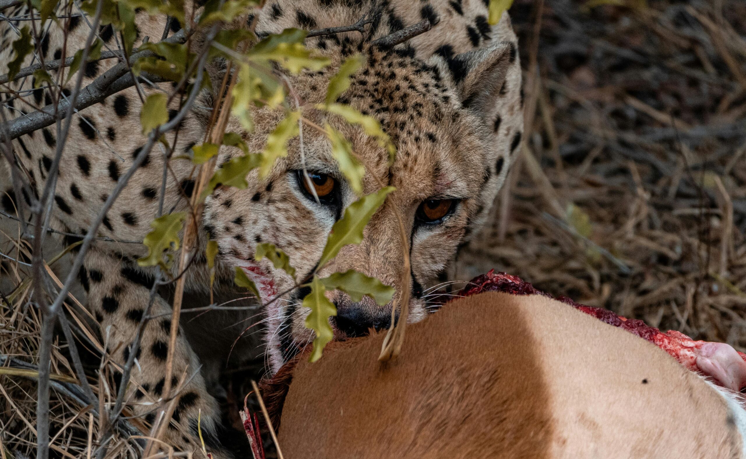 Kostenloses Stock Foto zu acinonyx jubatus, afrika, äste