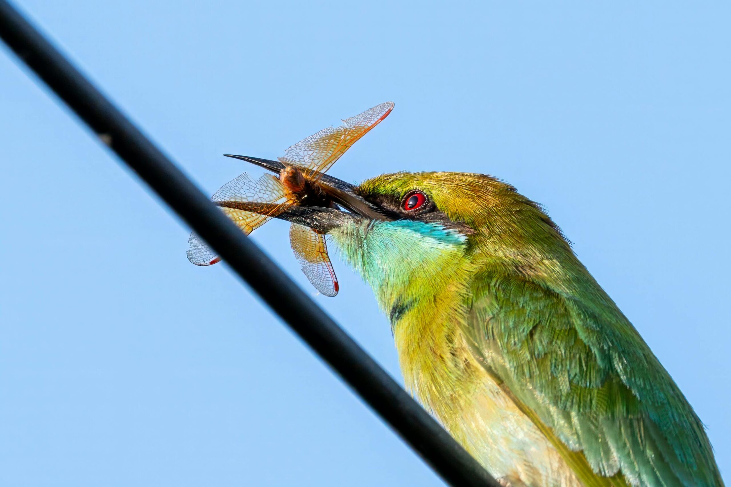 Nahaufnahme eines grünen Bienenfressers, der in Jamnagar, Indien, eine Libelle fängt und sein leuchtendes Gefieder vor einem klaren Himmel zur Schau stellt.