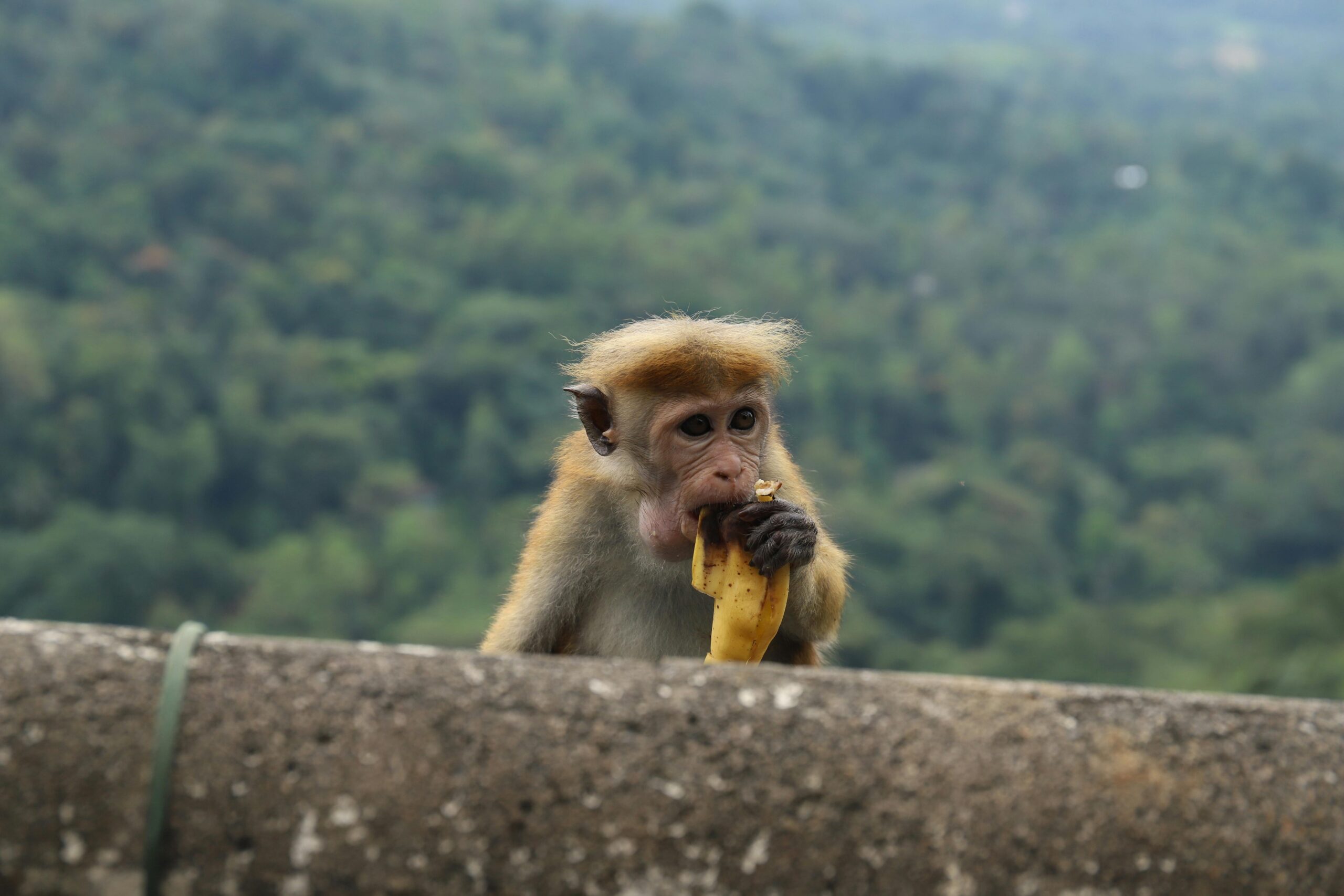 Ein Affe genießt friedlich eine Banane mit einem üppigen Wald im Hintergrund.
