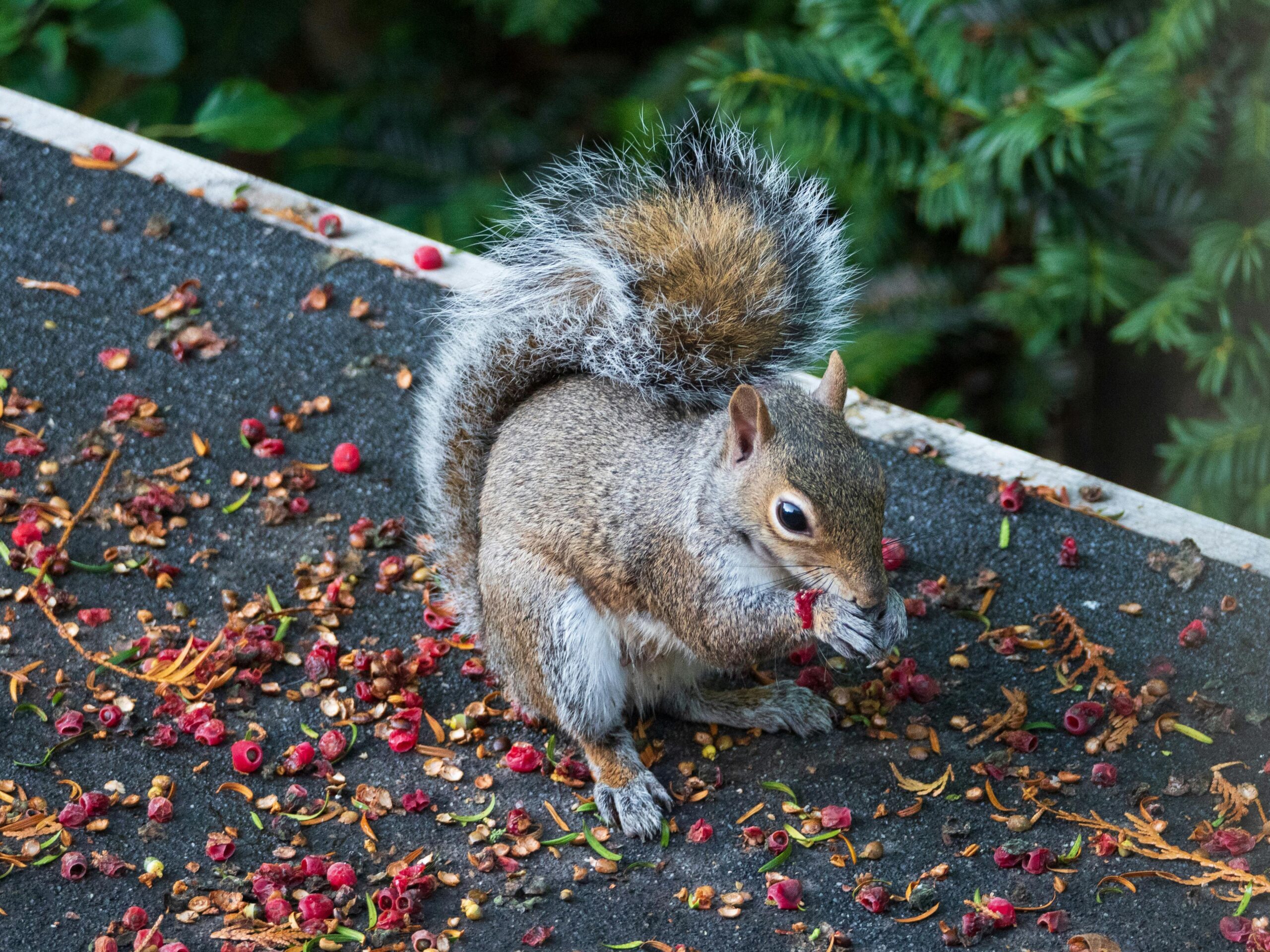 Grauhörnchen, das sich in einem üppig grünen englischen Garten an verstreuten Beeren gütlich tut.