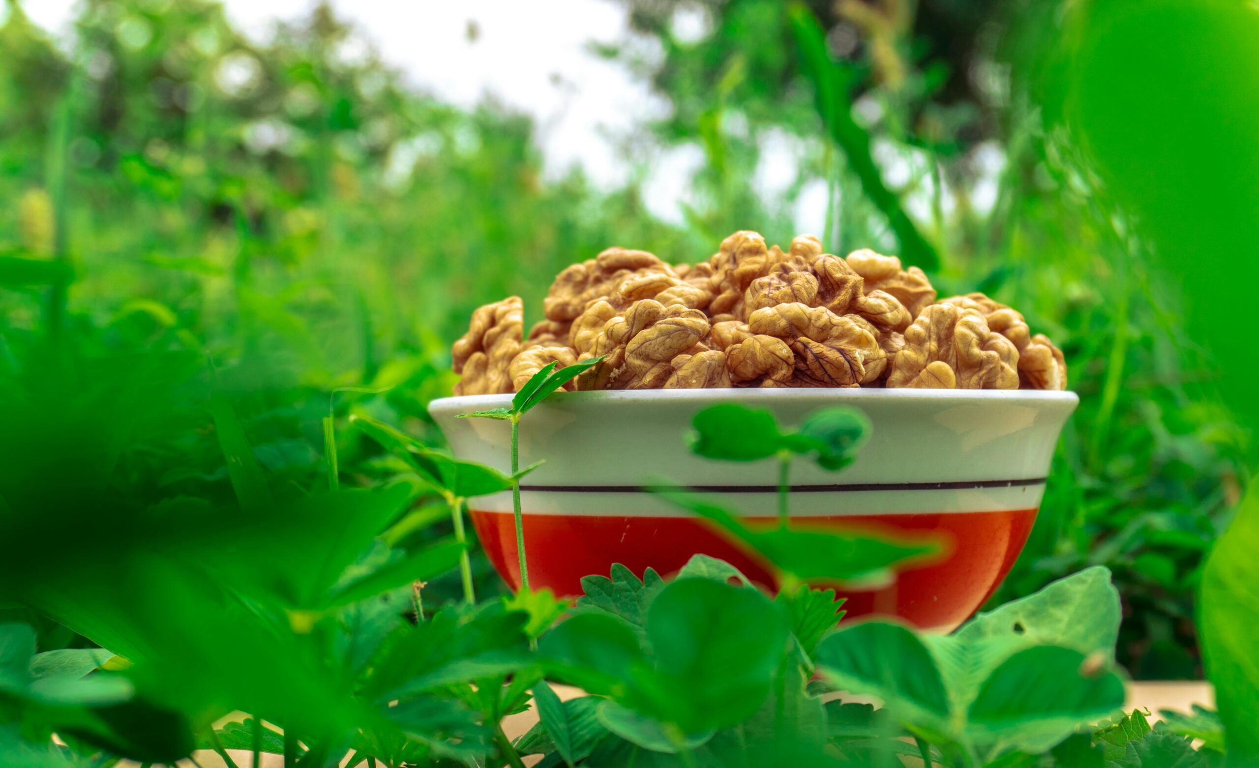 Kostenloses Stock Foto zu @draussen, ausgewogene ernährung, botanisch