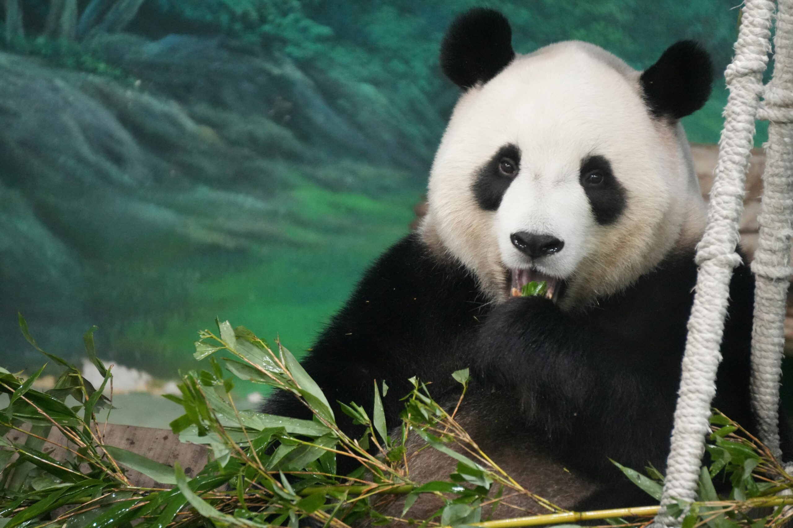 Nahaufnahme eines Großen Pandas, der Bambus genießt, umgeben von Grün.